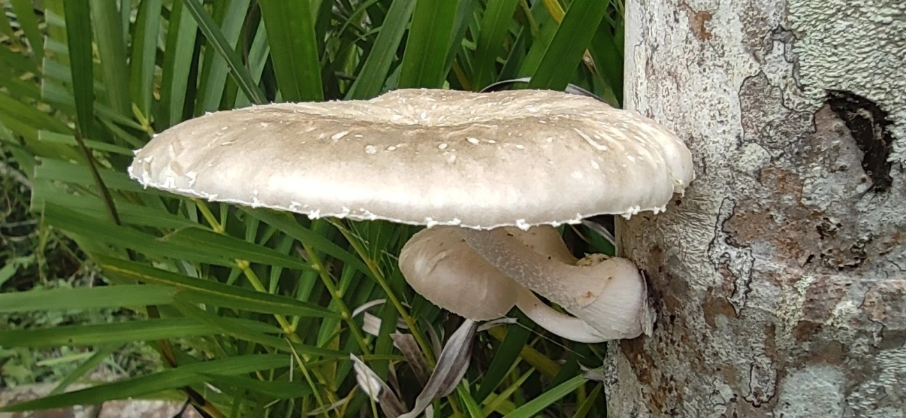 Cogumelo-de-coco (Oudemansiella cubensis), fungos, fotografado em Maresias, São Sebastião