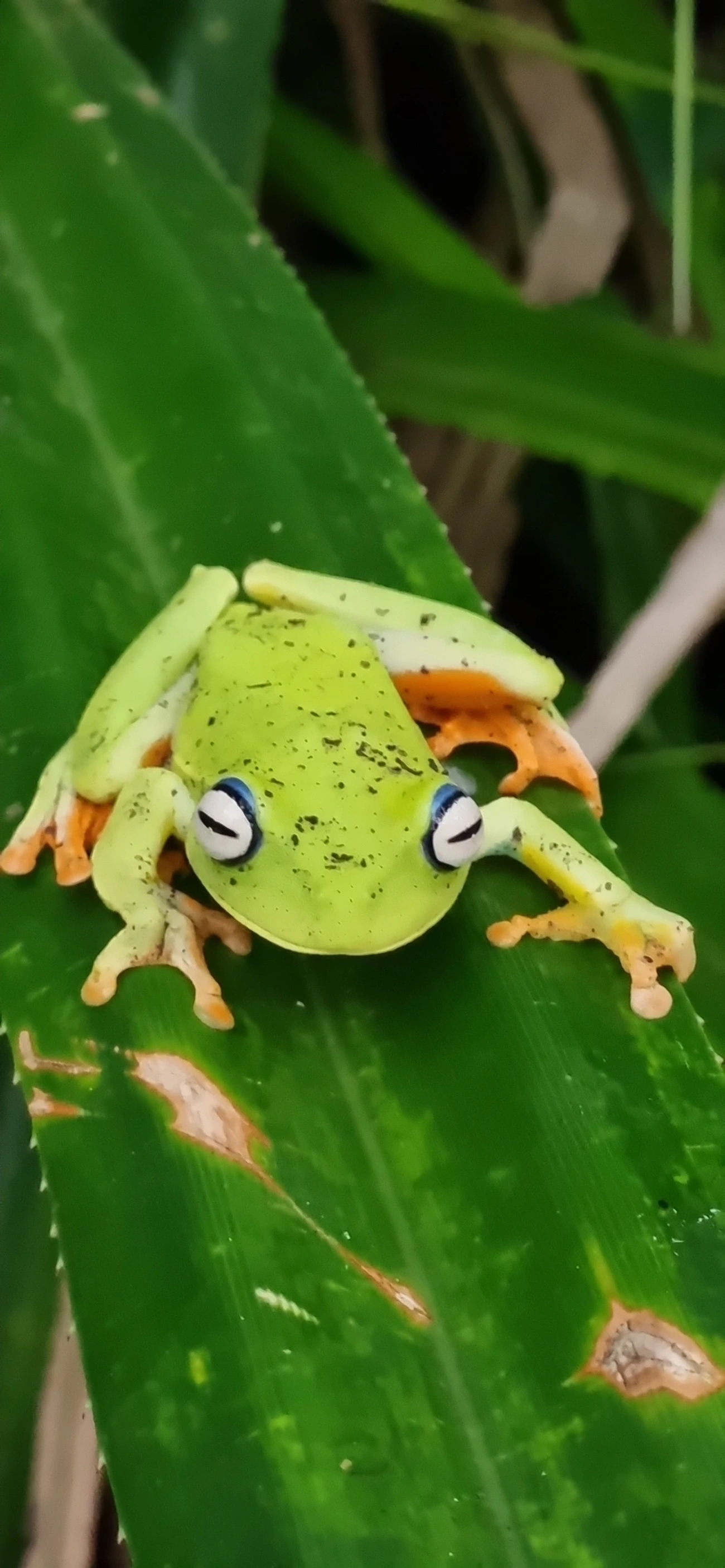 Perereca-araponga (Boana albomarginata), anfíbios, fotografado em Maresias, São Sebastião