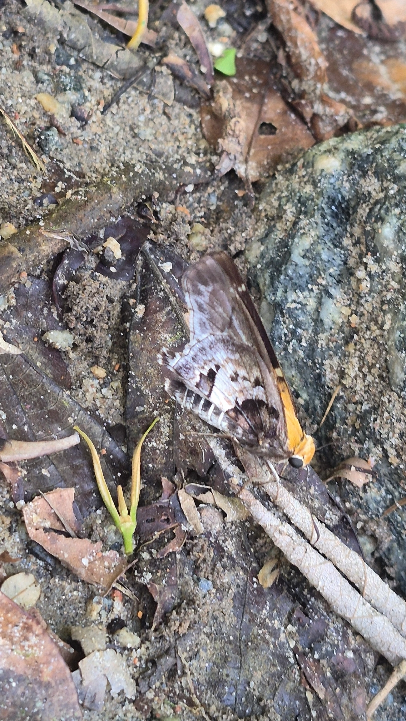 Proteides mercurius, insetos, fotografado em Boiçucanga, São Sebastião