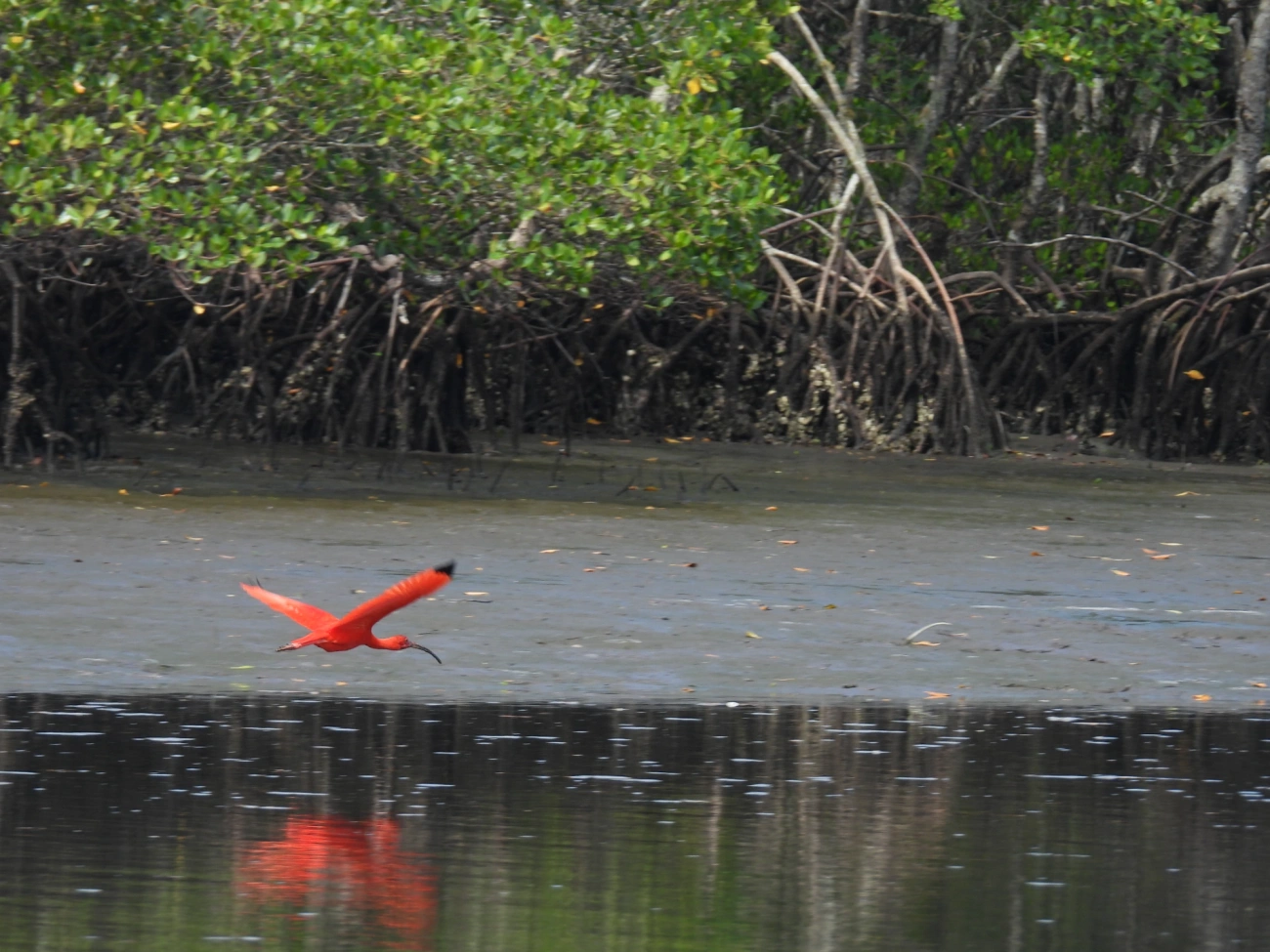 Guará (Eudocimus ruber), aves, fotografado em Cananéia