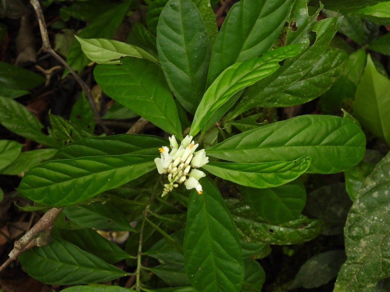 Caamembeca, plantas, fotografado em Maresias, São Sebastião