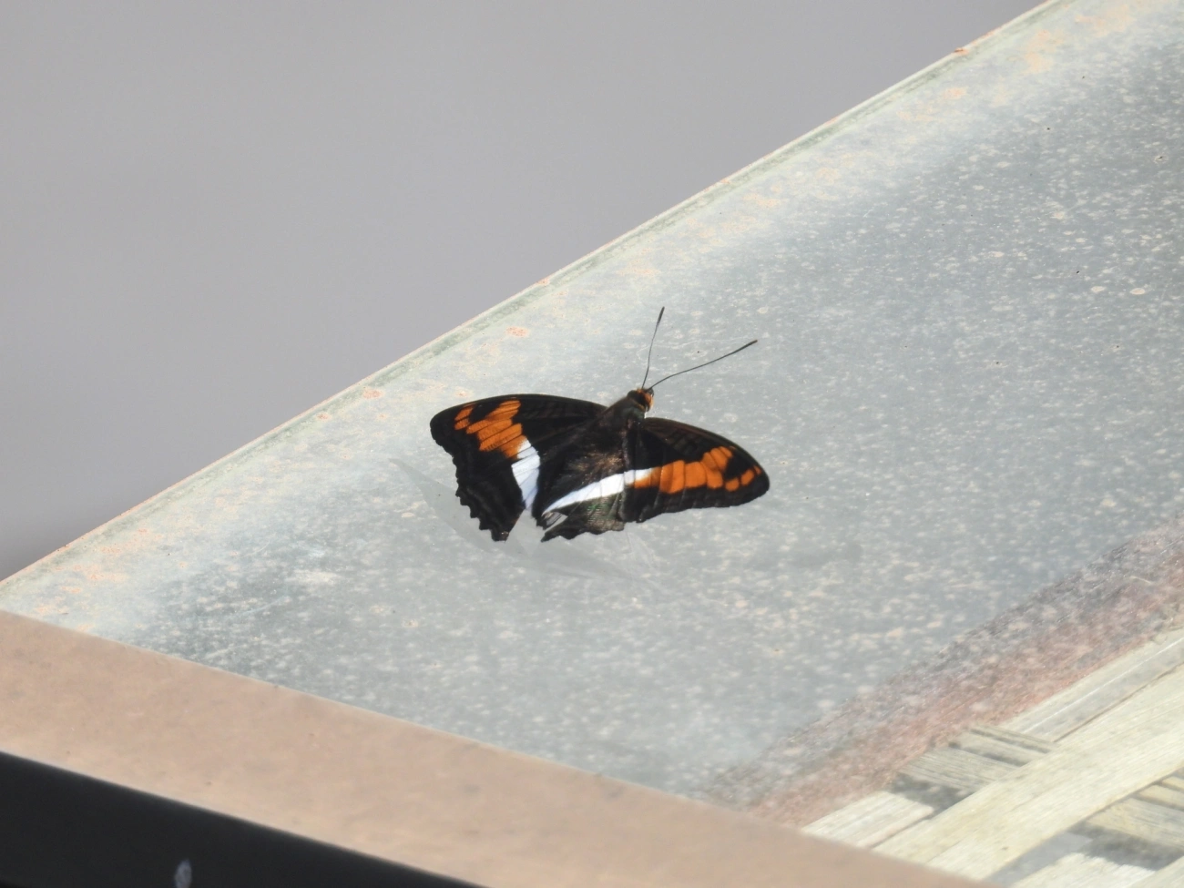 Irmã-laranja-lavada (Adelpha cocala), insetos, fotografado em Maresias, São Sebastião