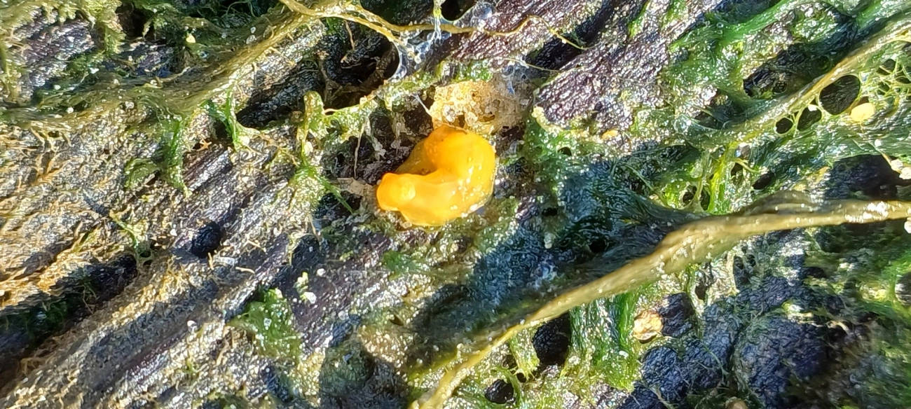 Doriopsilla, moluscos, fotografado em Maresias, São Sebastião