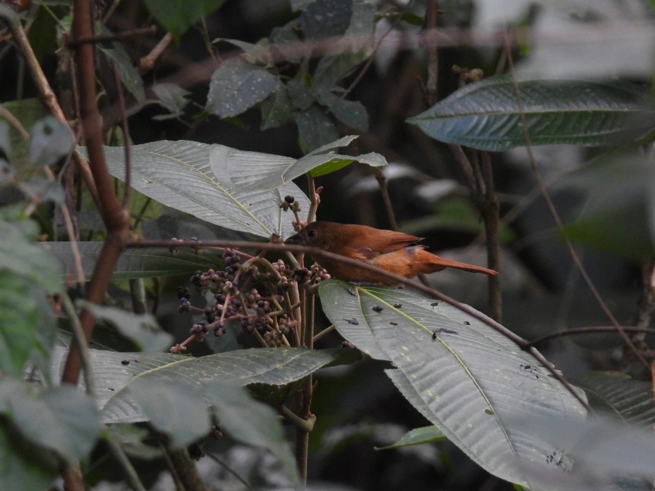 Tiê-preto (Tachyphonus coronatus), aves, fotografado em Maresias, São Sebastião