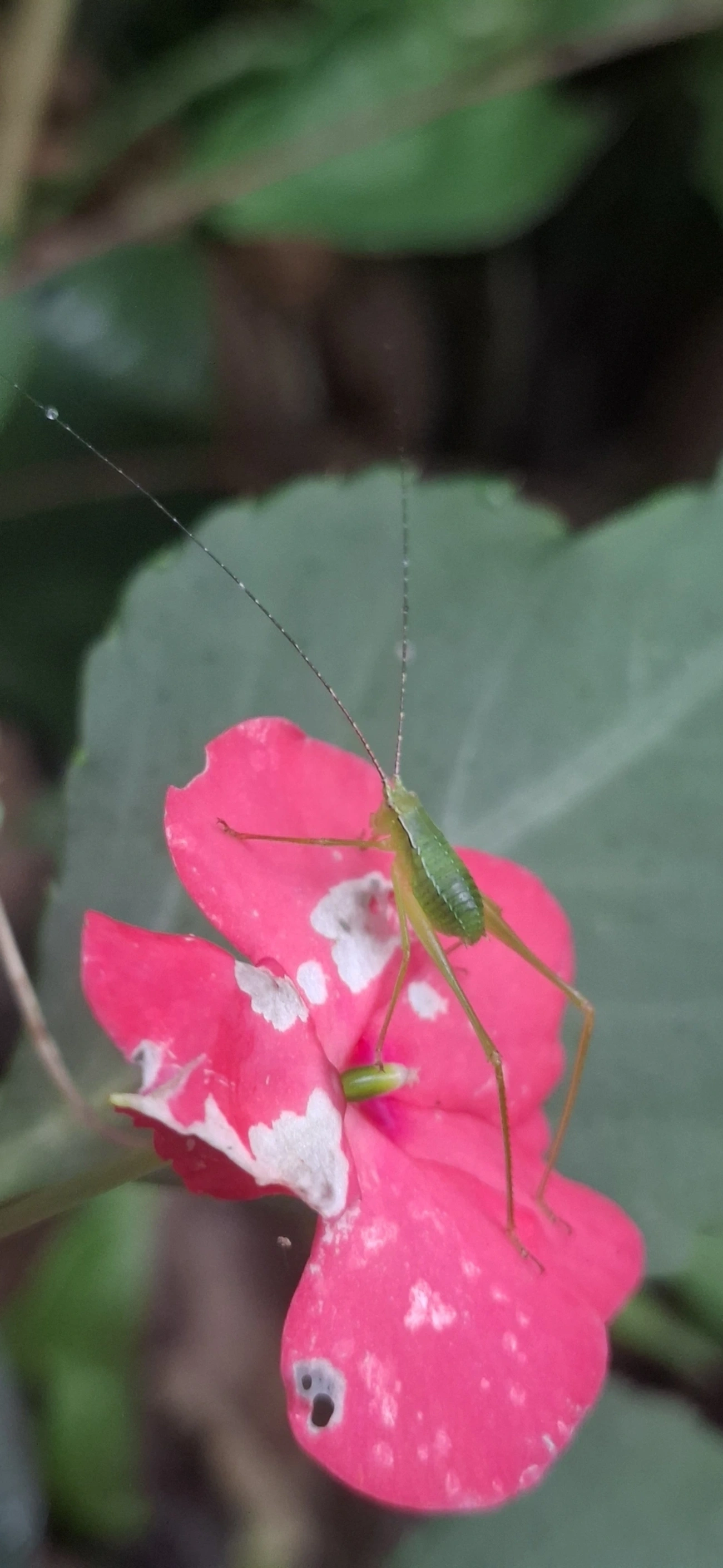 Phaneropterinae, insetos, fotografado em Maresias, São Sebastião