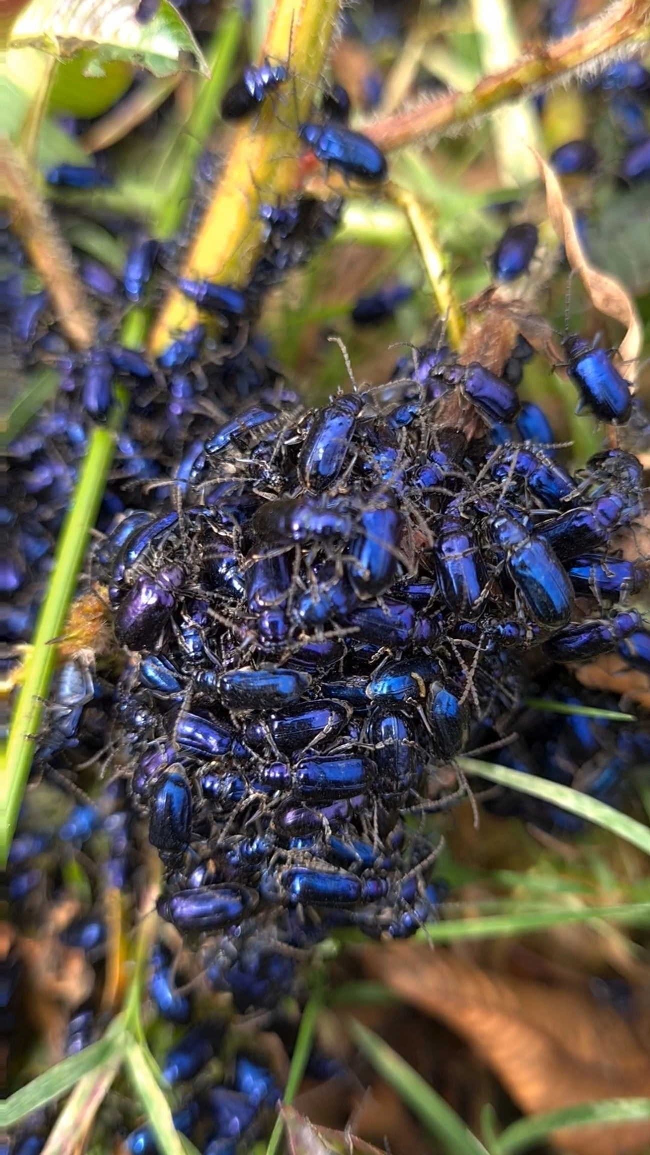 Vaquinha-pulga (Macrohaltica jamaicensis), insetos, fotografado em Campos do Jordão