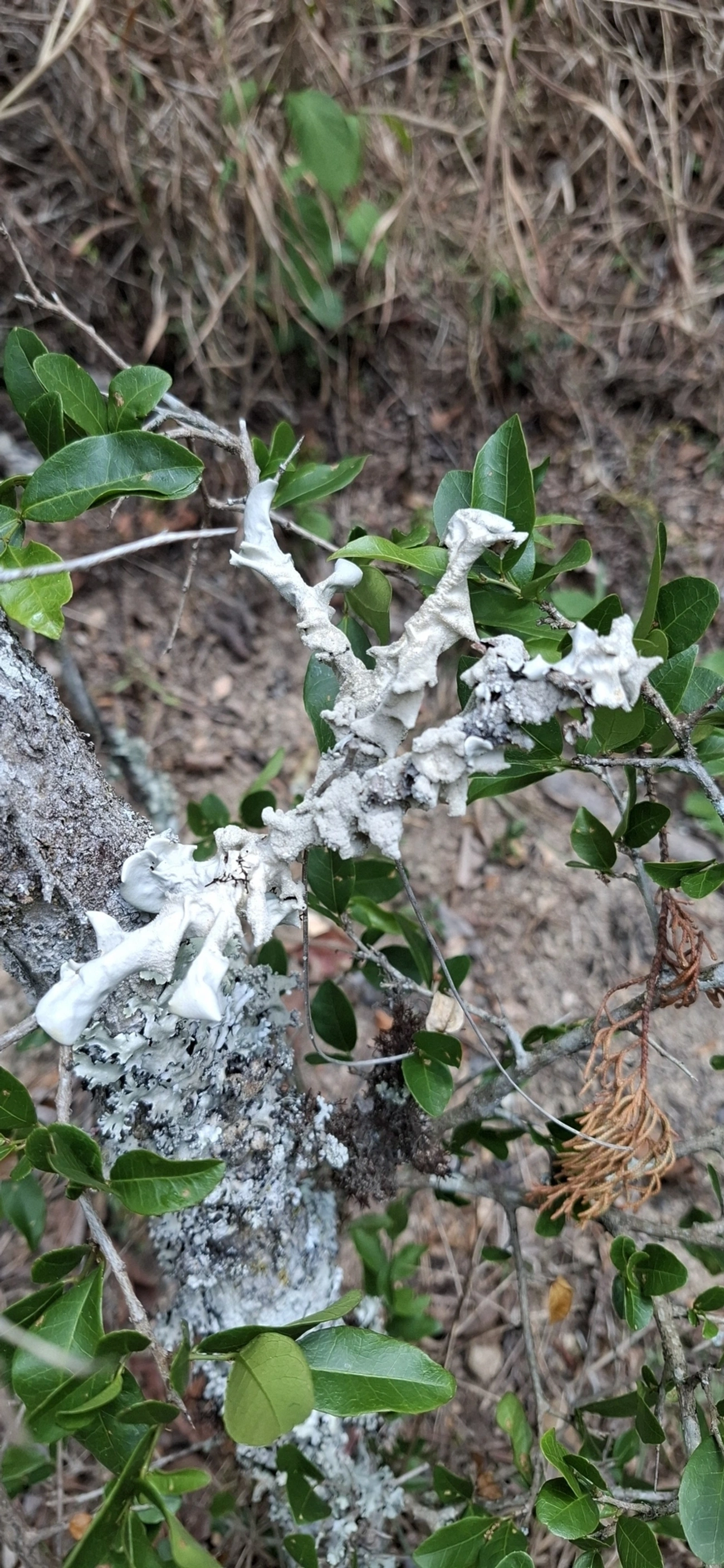 Parmotrema austrosinense, fungos, fotografado em Itamonte