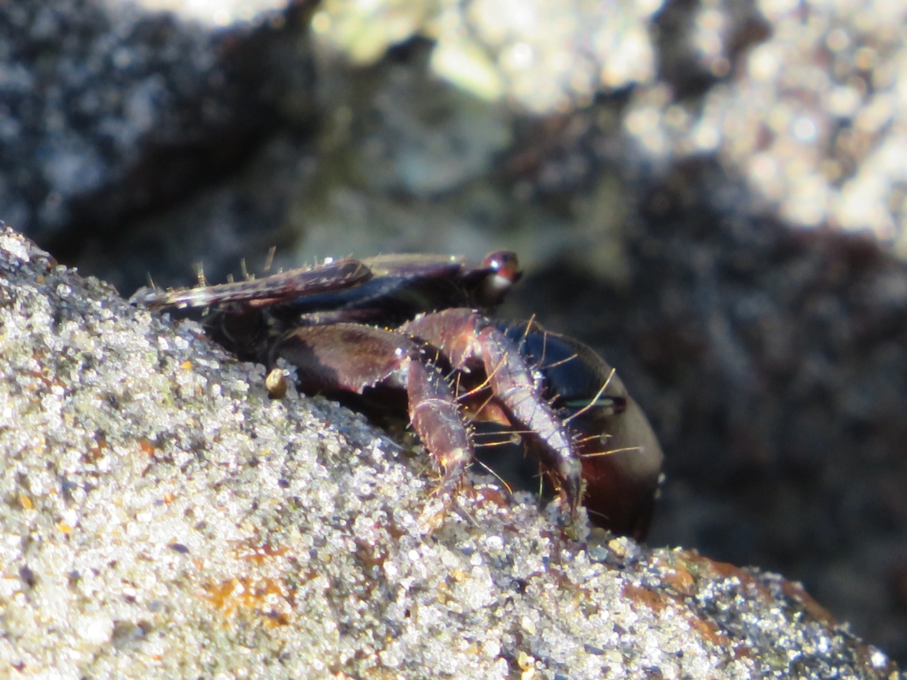 Caranguejo-verde (Pachygrapsus transversus), crustáceos, fotografado em Maresias, São Sebastião