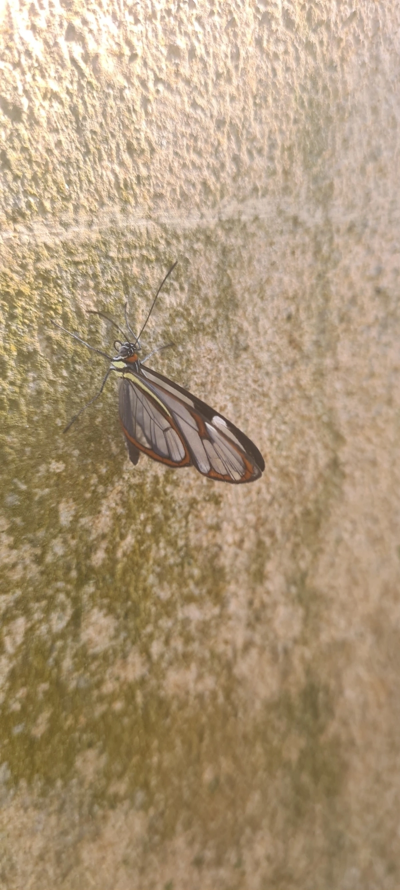 Asa-de-vidro (Ithomia drymo), insetos, fotografado em Maresias, São Sebastião