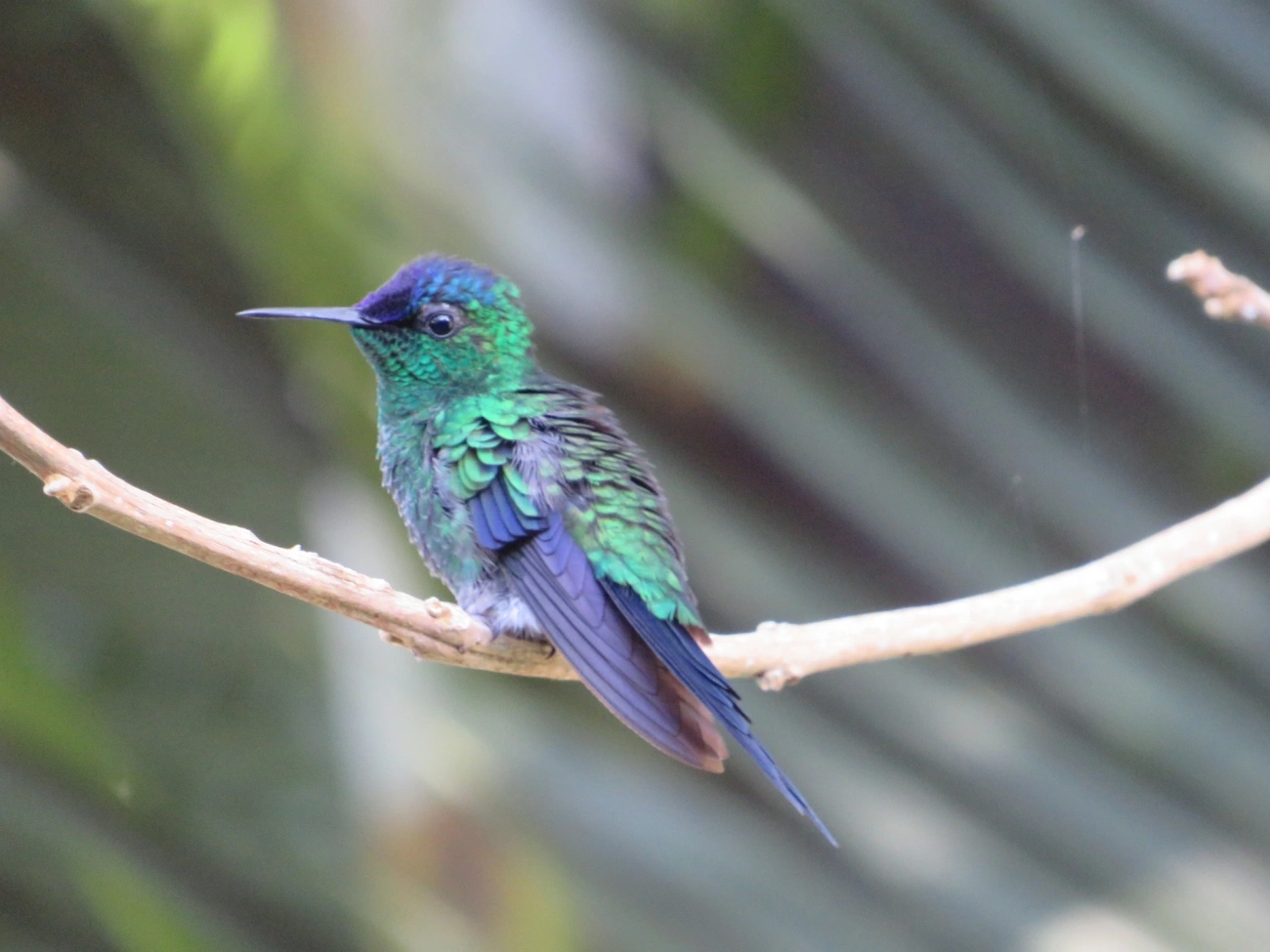Beija-flor-de-fronte-violeta (Thalurania glaucopis), aves, fotografado em Maresias, São Sebastião