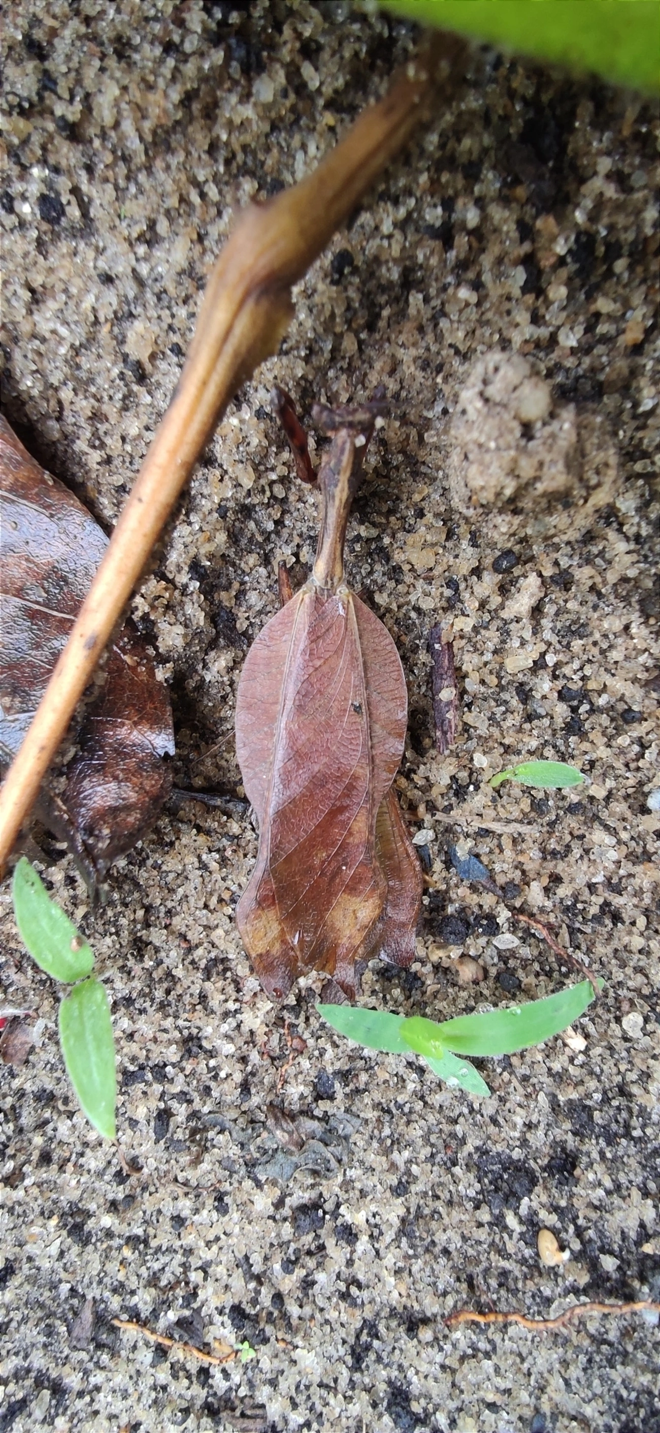 Louva-Deus-Folha-Seca (Acanthops), insetos, fotografado em Maresias, São Sebastião