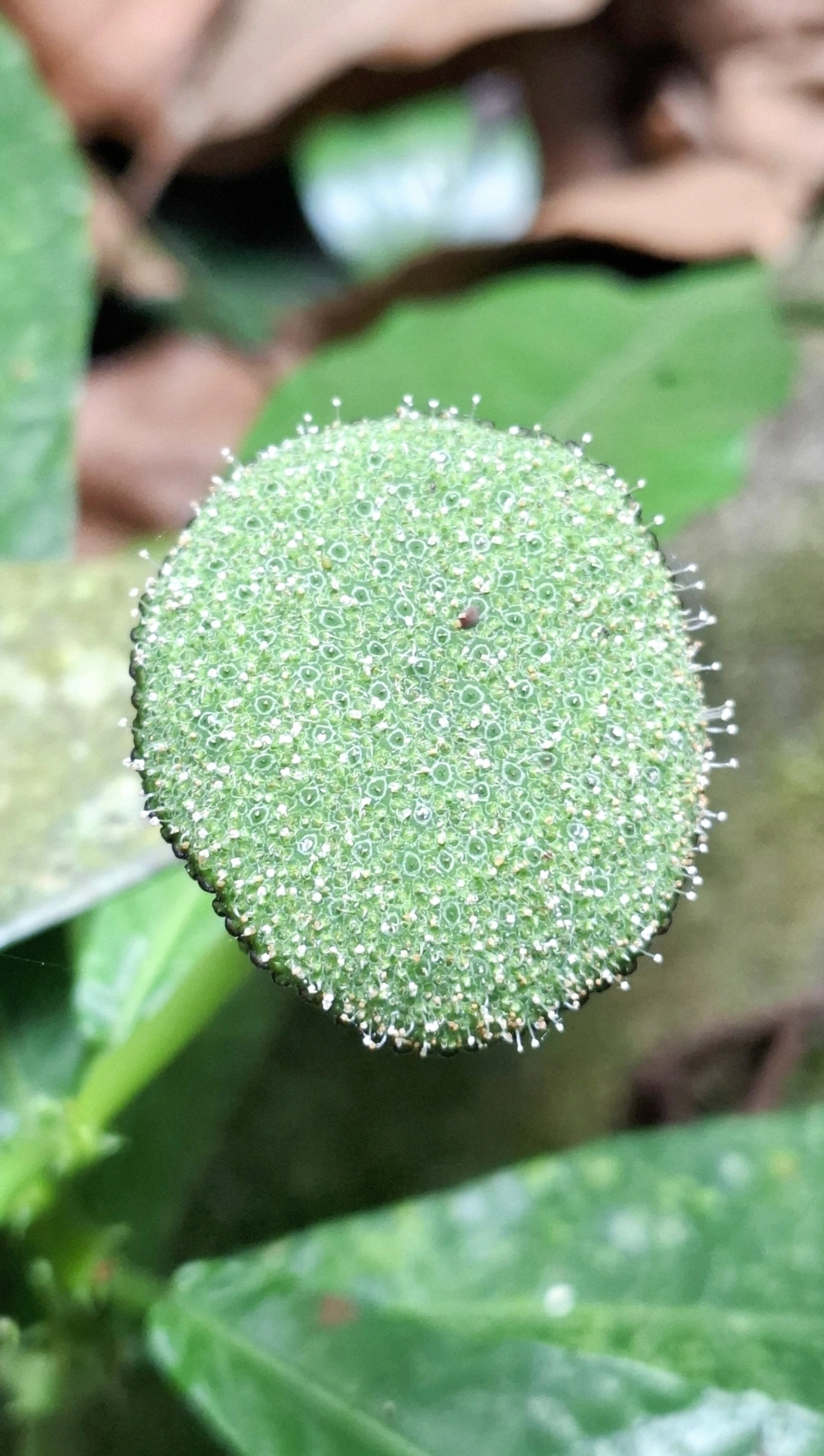 Dorstênia (Dorstenia hirta), plantas, fotografado em Maresias, São Sebastião