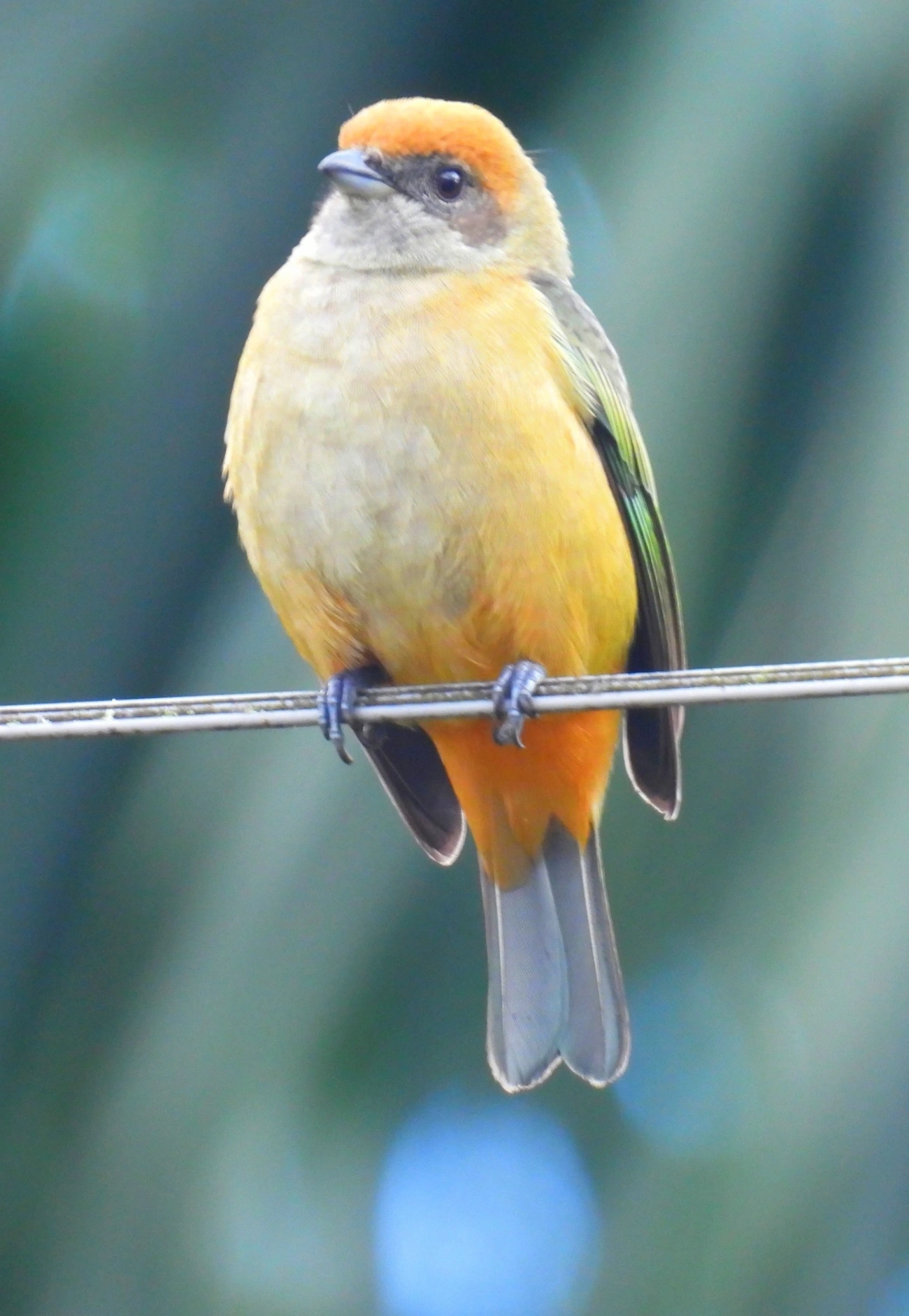 Saíra-amarela (Stilpnia cayana), aves, fotografado em Maresias, São Sebastião