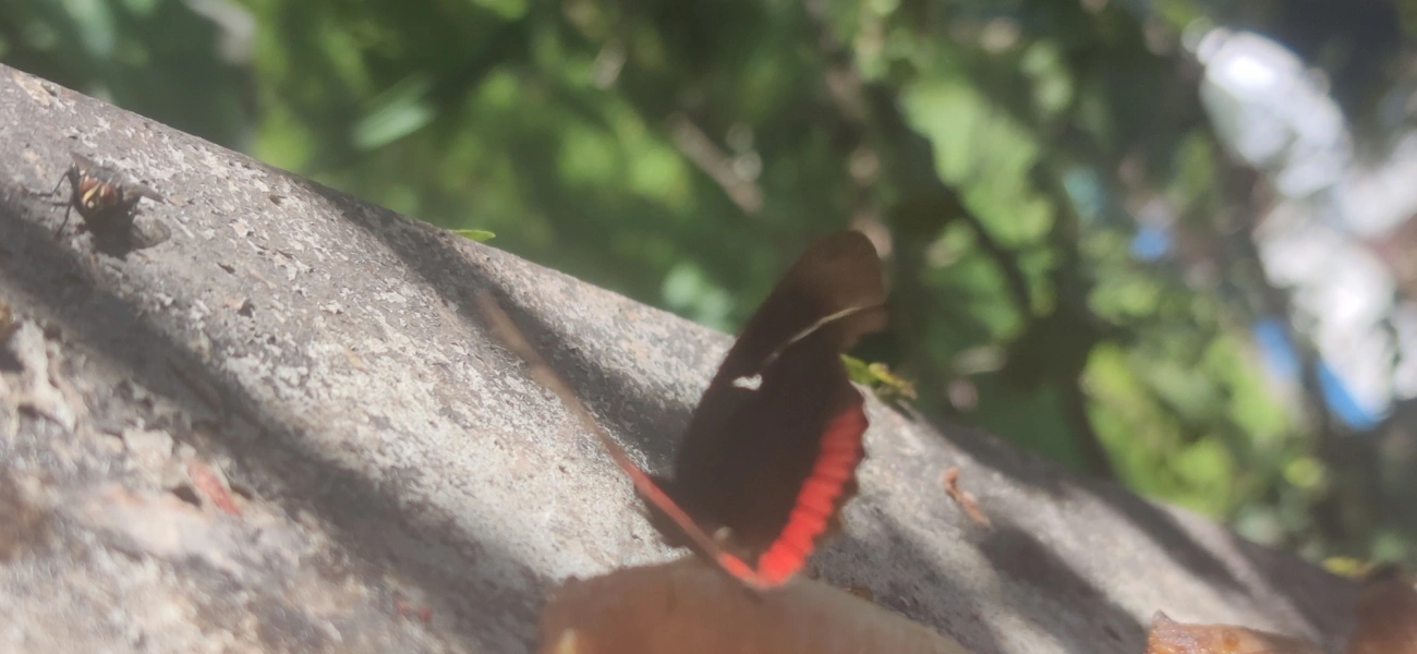 Borboleta-aro-vermelho (Biblis hyperia), insetos, fotografado em Maresias, São Sebastião