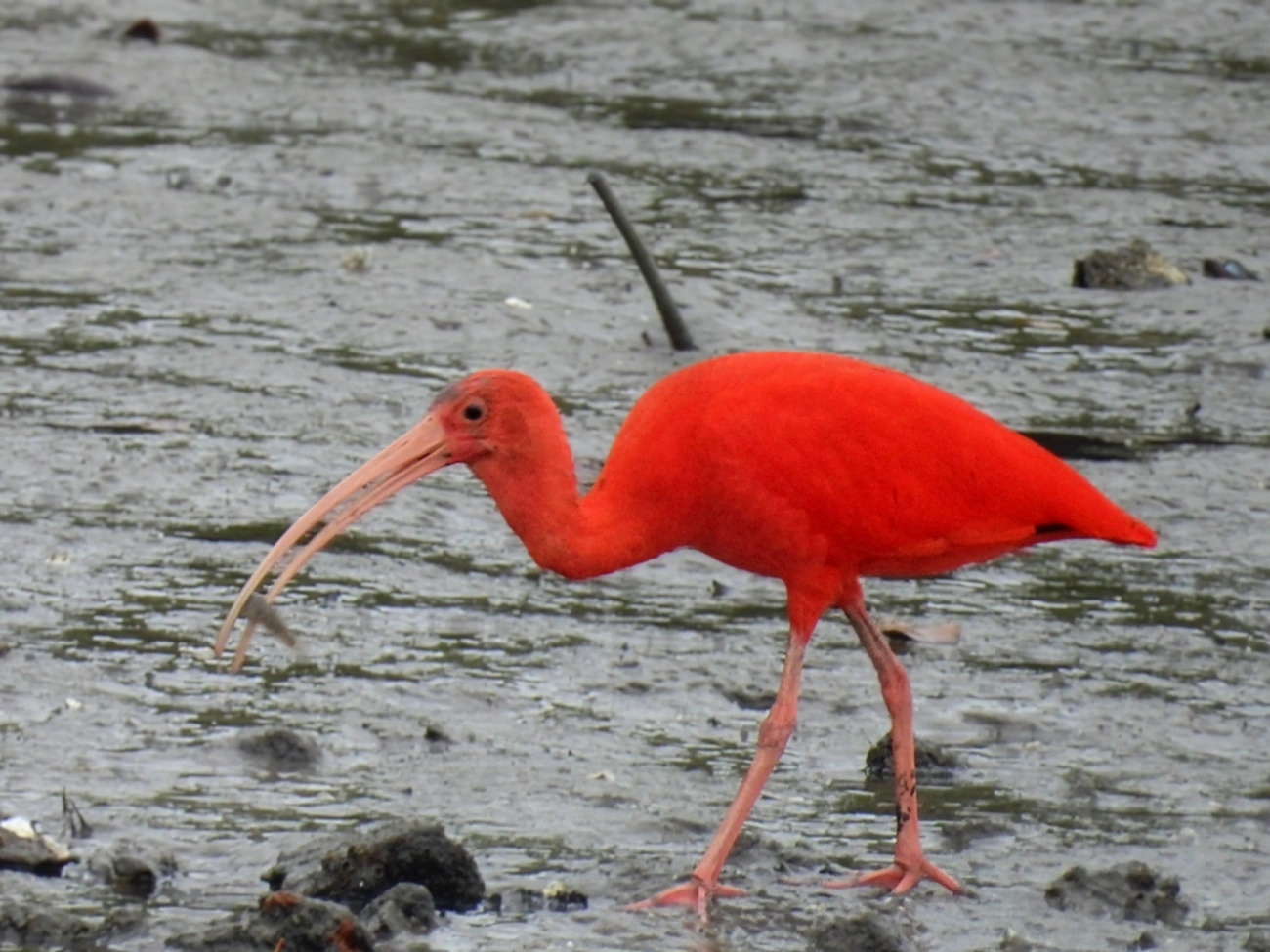 Guará (Eudocimus ruber), aves, fotografado em Cananéia