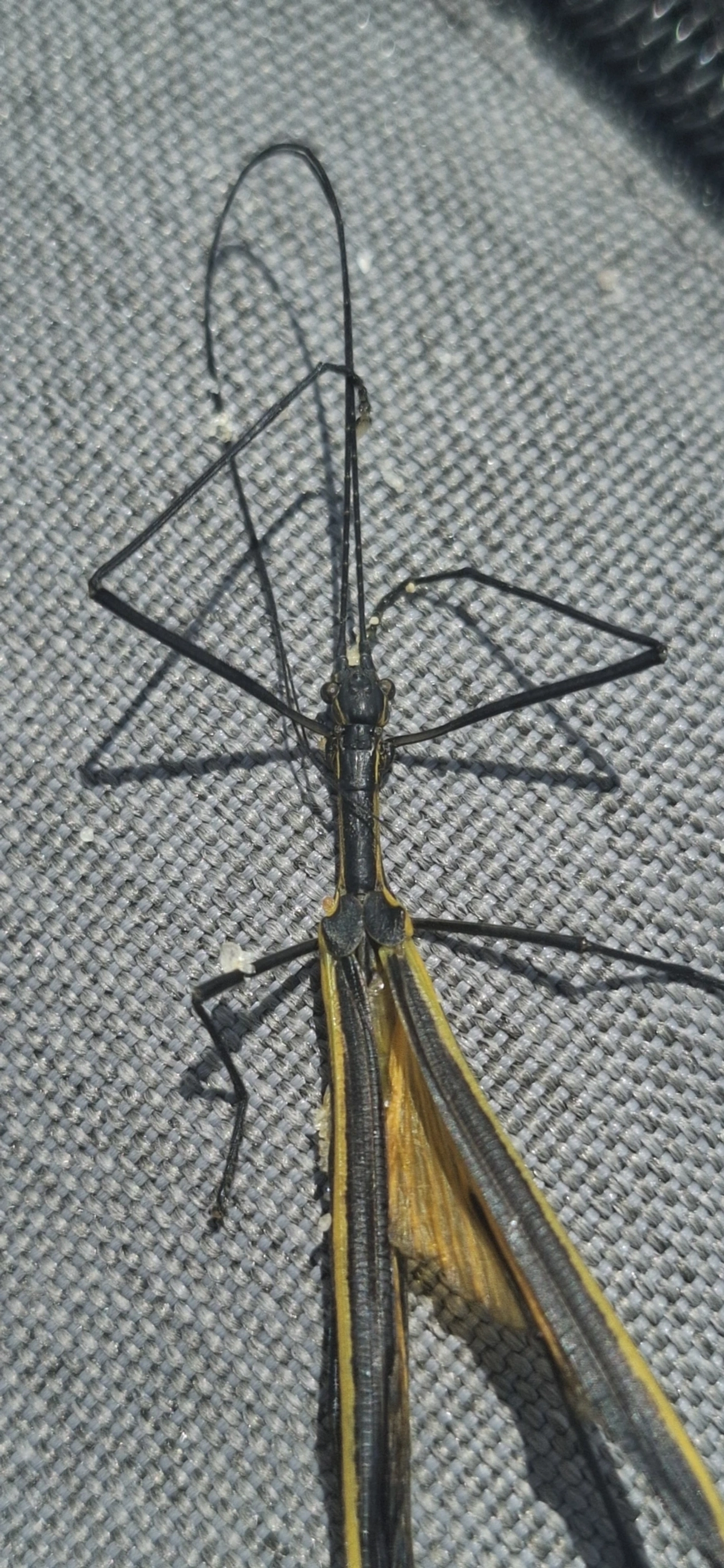 Bicho-pau (Paraphasma laterale), insetos, fotografado em Maresias, São Sebastião