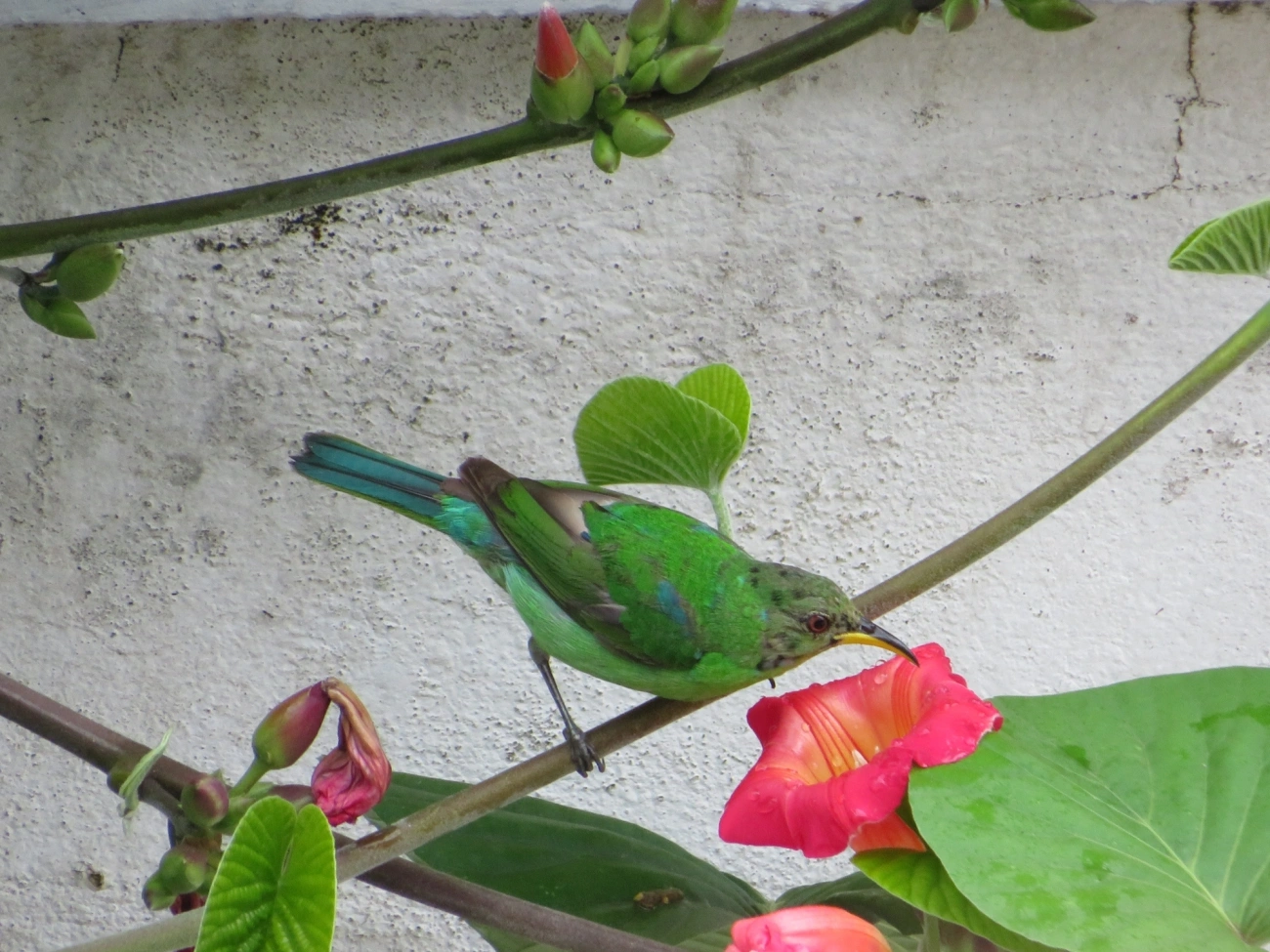 Saí-verde (Chlorophanes spiza), aves, fotografado em Maresias, São Sebastião