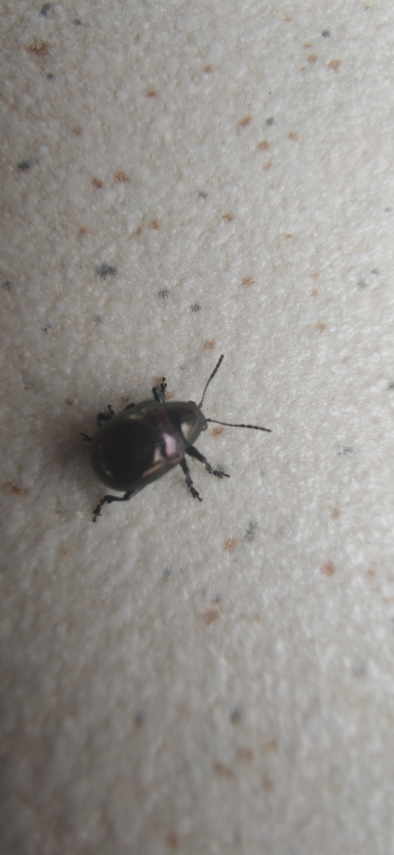 Eumolpinae, insetos, fotografado em Maresias, São Sebastião