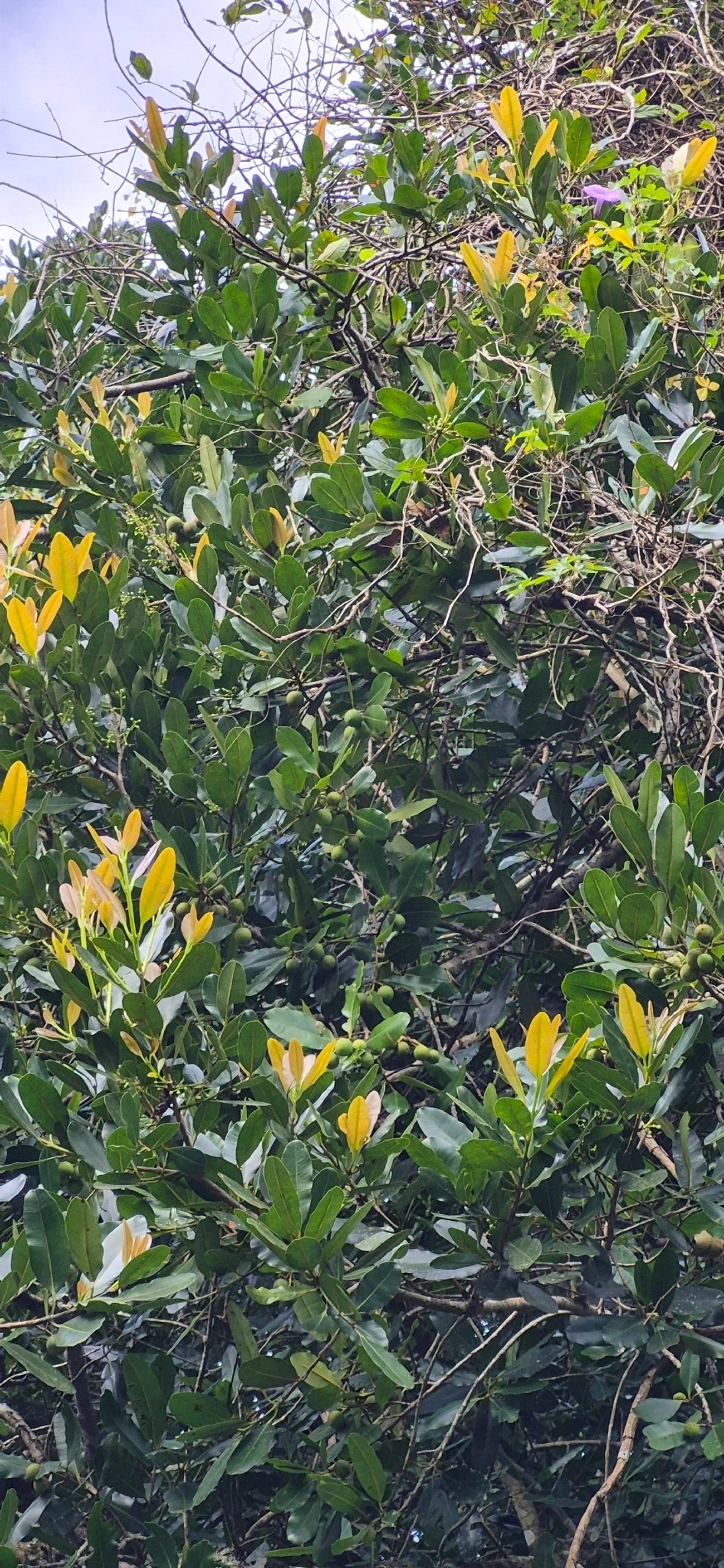 Guanandi (Calophyllum brasiliense), plantas, fotografado em Maresias, São Sebastião