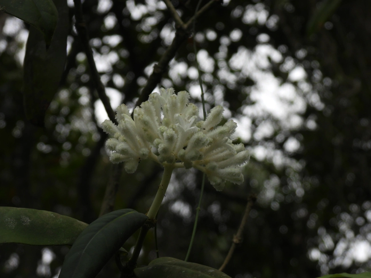 Rudgea, plantas, fotografado em Ilhabela
