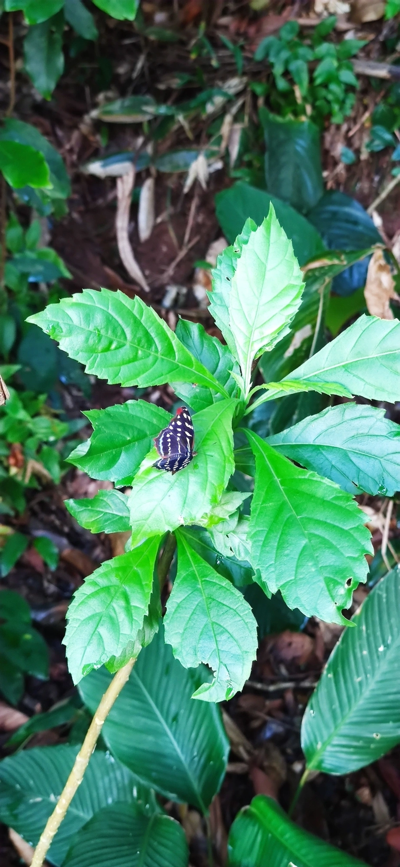 Asa-azul-de-orsis (Myscelia orsis), insetos, fotografado em Caraguatatuba