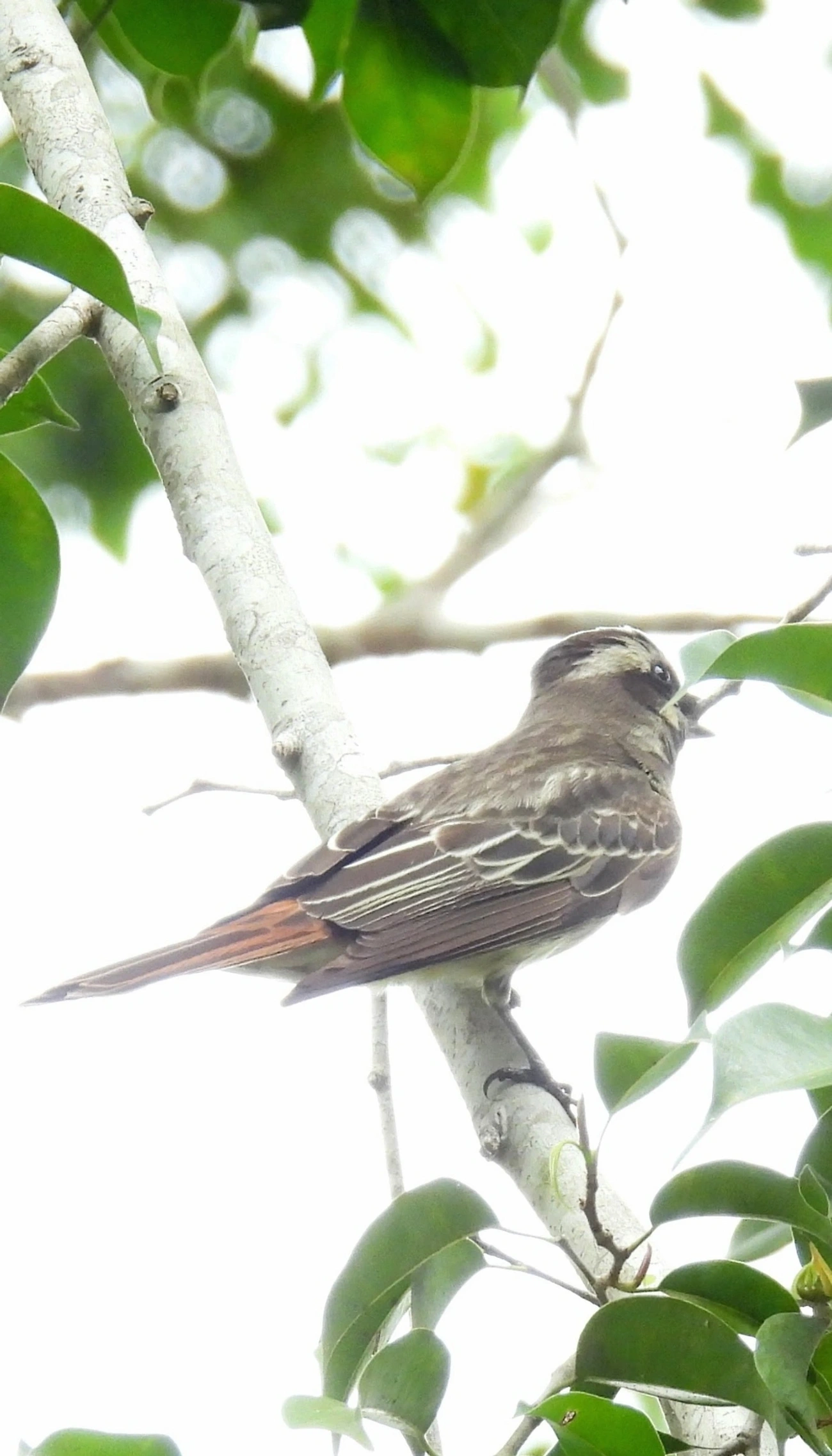 Peitica (Empidonomus varius), aves, fotografado em Santa Isabel