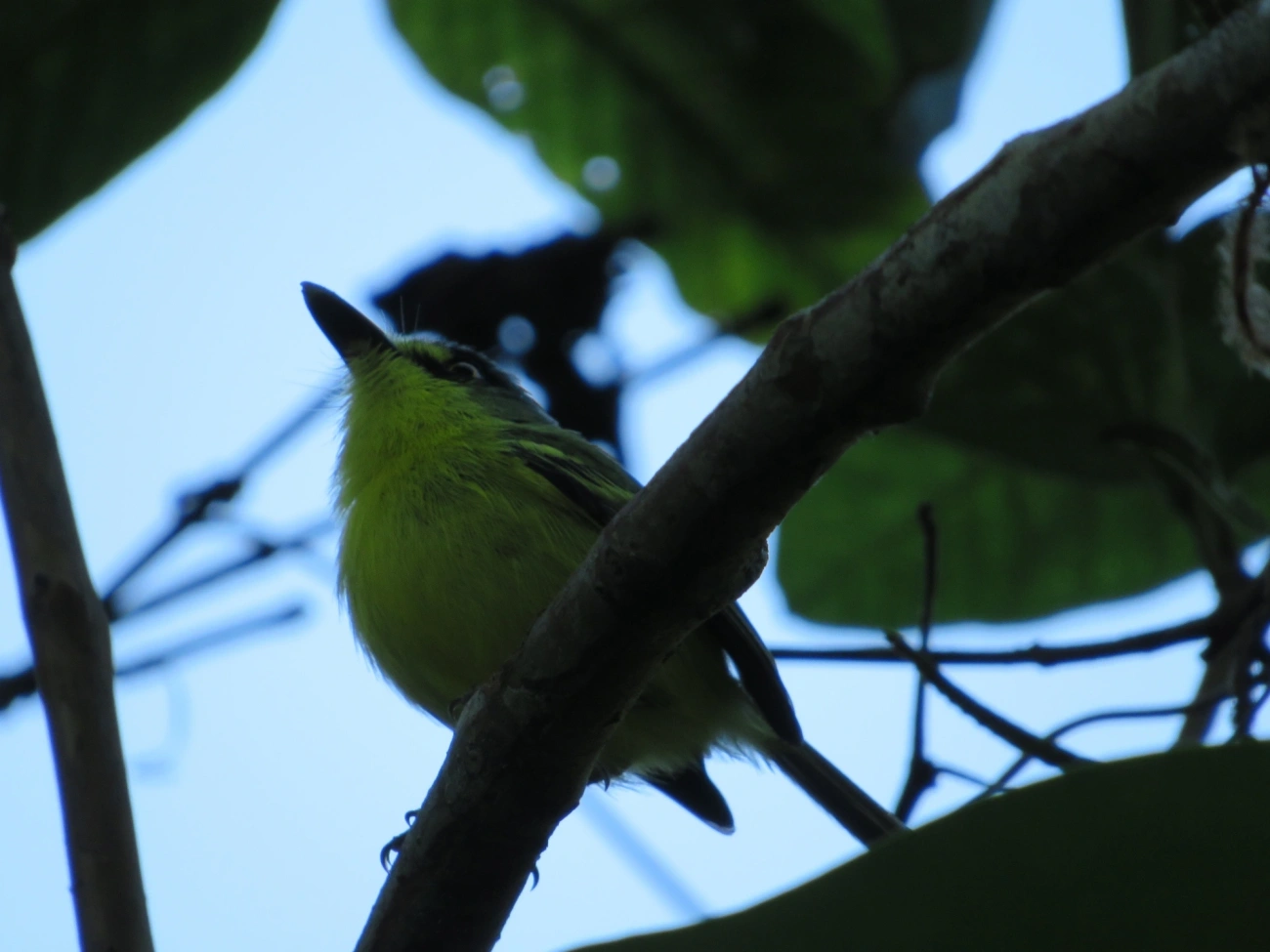 Teque-teque (Todirostrum poliocephalum), aves, fotografado em Maresias, São Sebastião