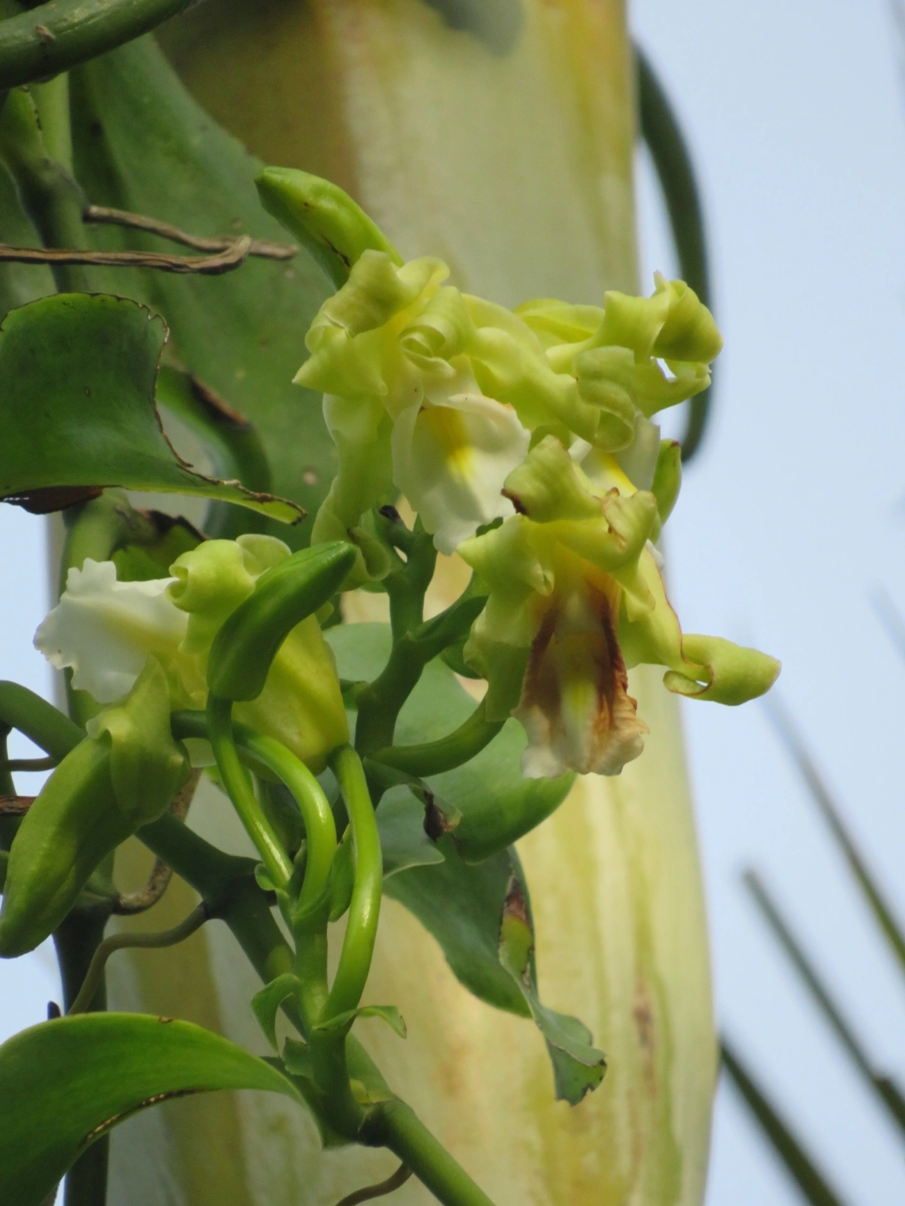 Baunilha (Vanilla arcuata), plantas, fotografado em Maresias, São Sebastião