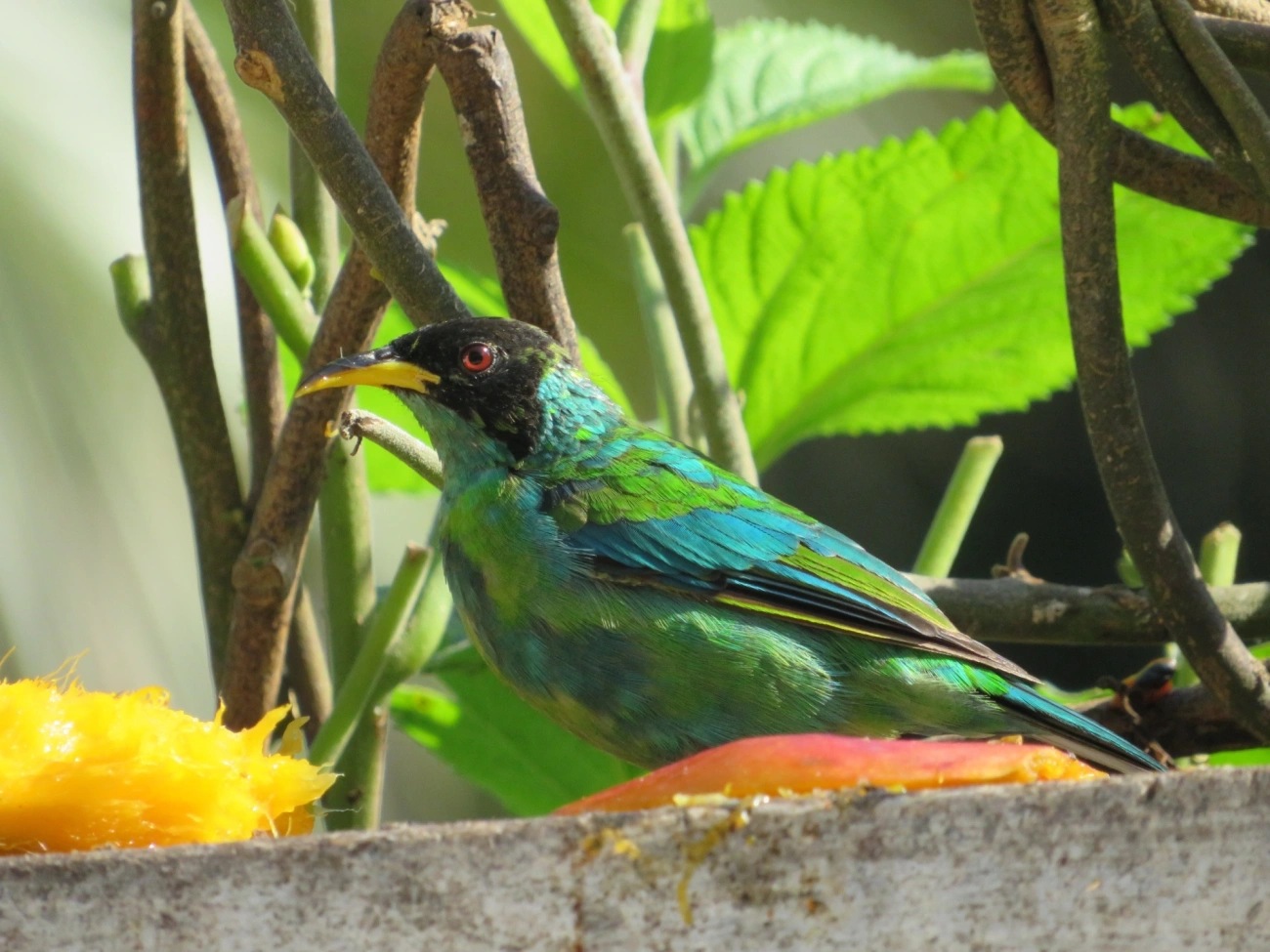 Saí-verde (Chlorophanes spiza), aves, fotografado em Maresias, São Sebastião