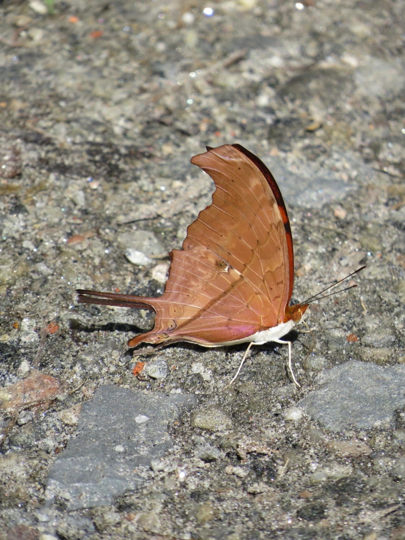Borboleta-Asas-de-Punhal (Marpesia petreus), insetos, fotografado em Maresias, São Sebastião