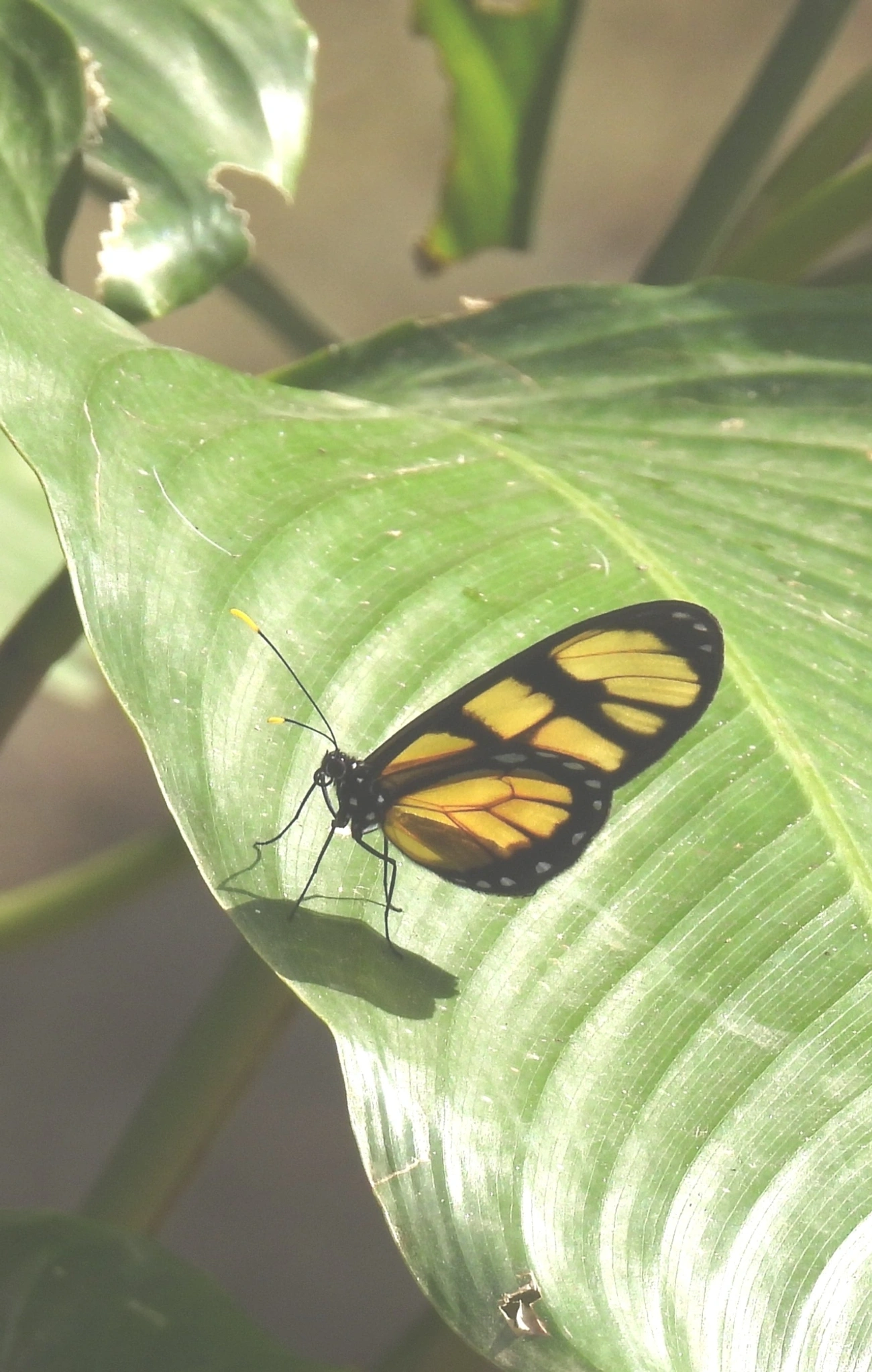 Borboleta-vidro-de-dero (Dircenna dero), insetos, fotografado em Maresias, São Sebastião