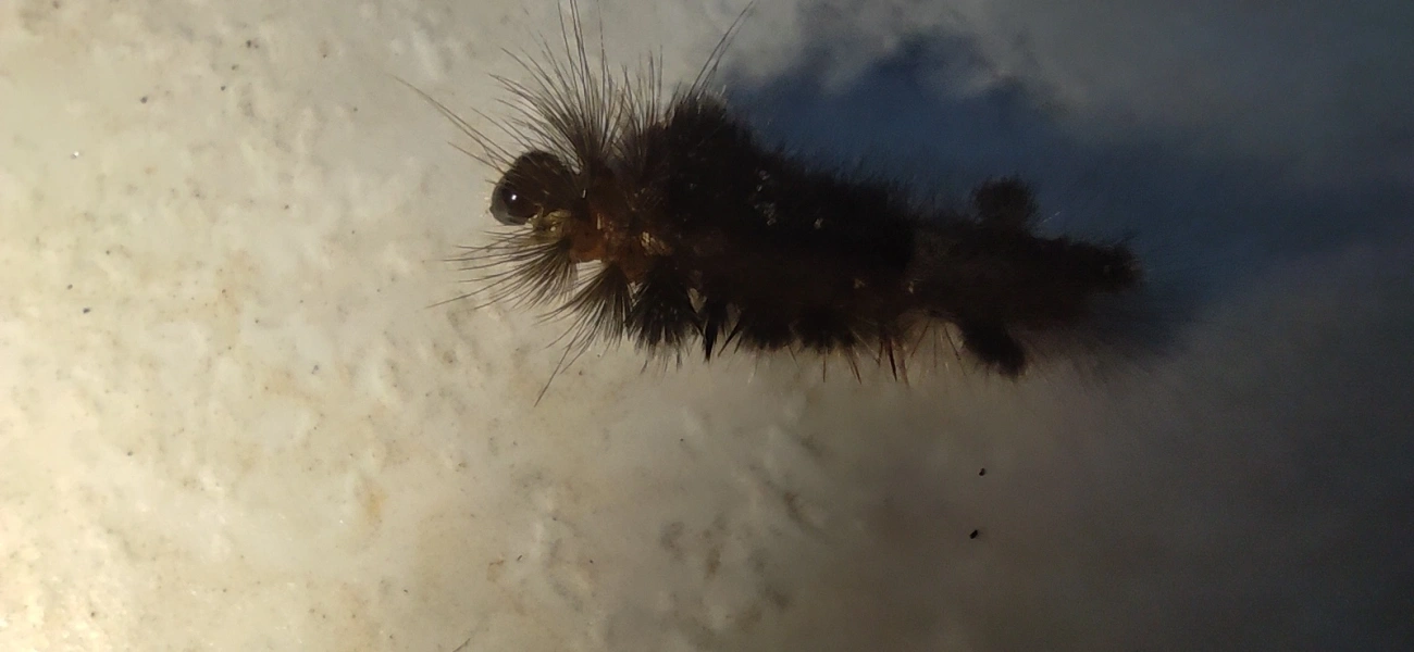 Borboletas e traças (Lepidoptera), insetos, fotografado em Maresias, São Sebastião