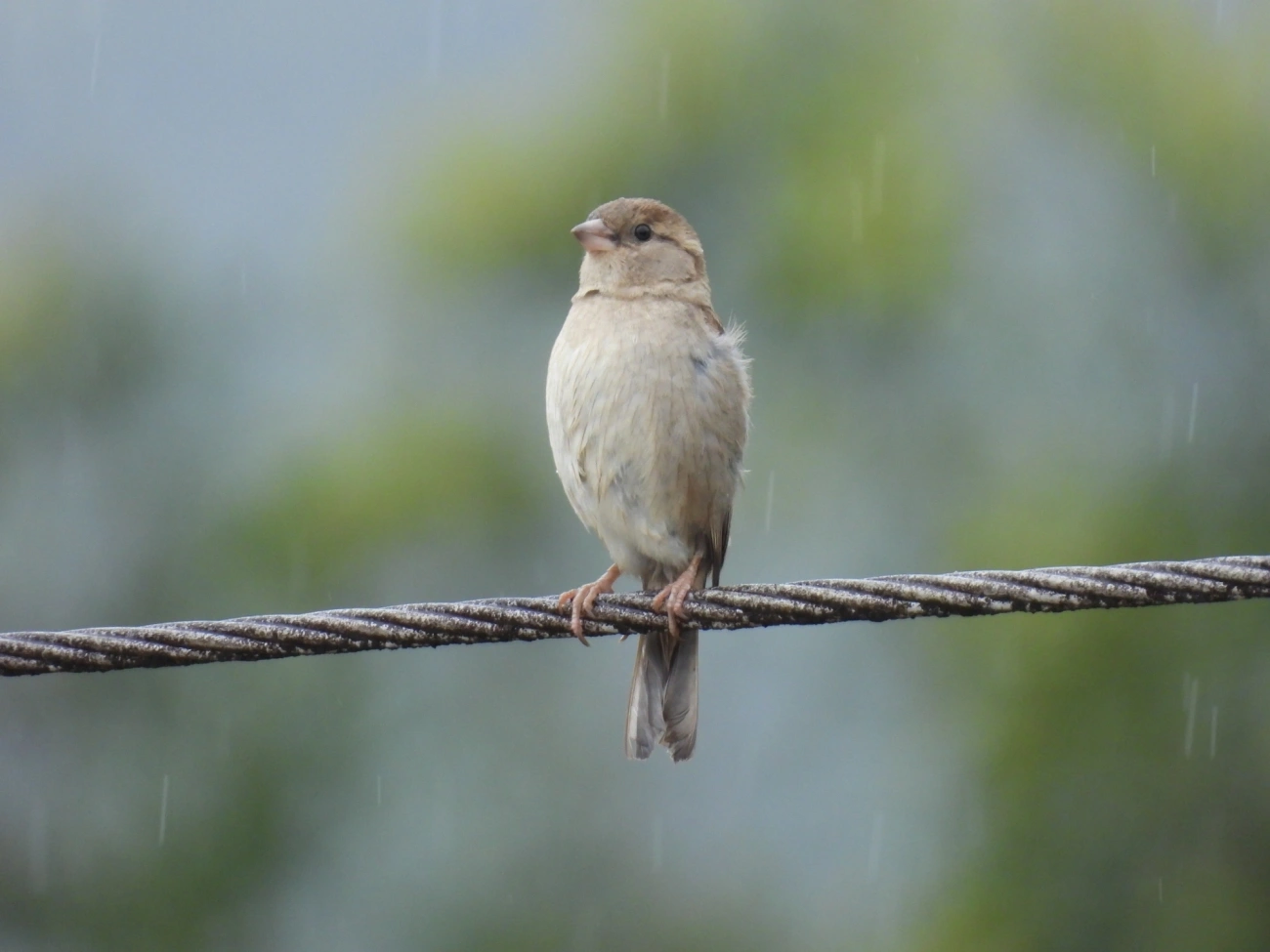 Pardal (Passer domesticus), aves, fotografado em Maresias, São Sebastião