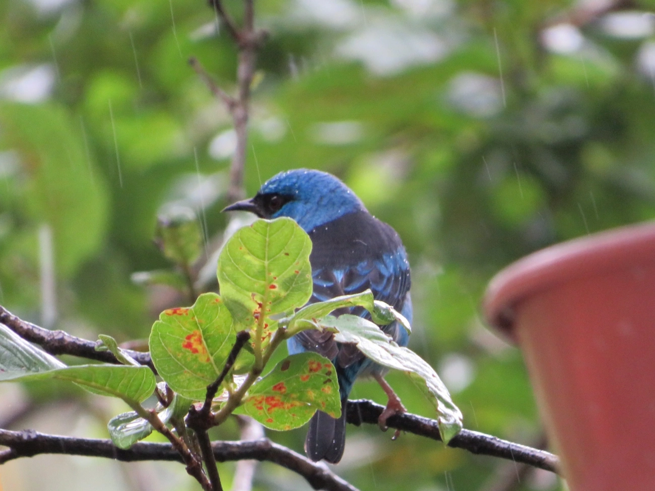 Saí-azul (Dacnis cayana), aves, fotografado em Maresias, São Sebastião