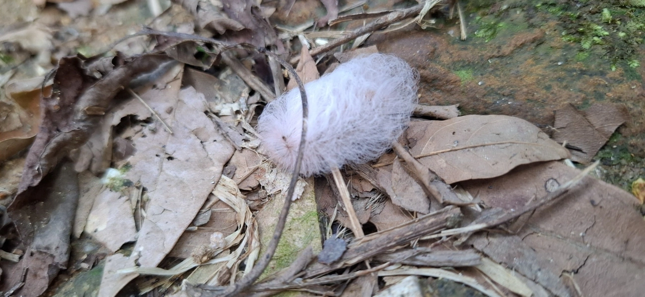 Mariposa-de-veludo (Megalopyge basalis), insetos, fotografado em Cambaquara, Ilhabela