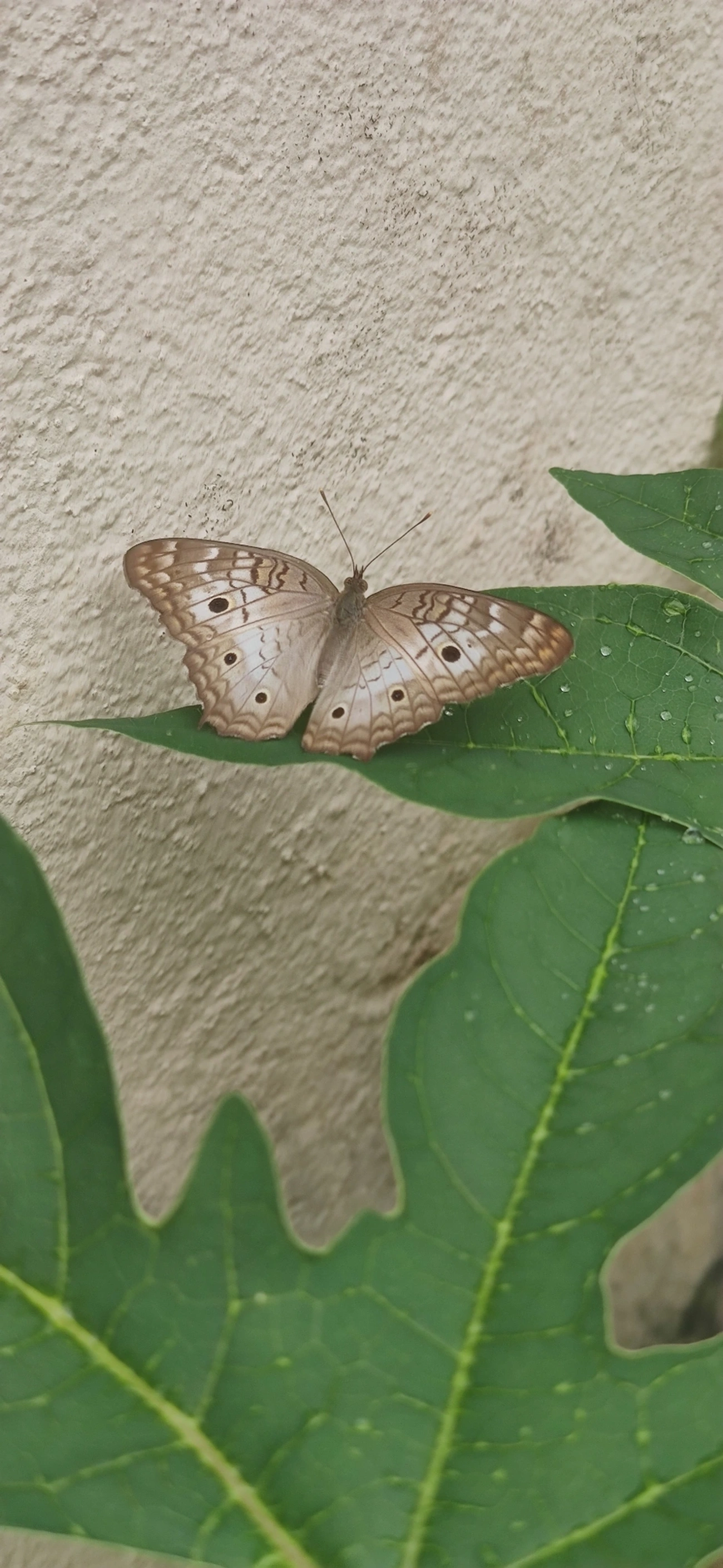 Borboleta-pavão-branco (Anartia jatrophae), insetos, fotografado em Maresias, São Sebastião