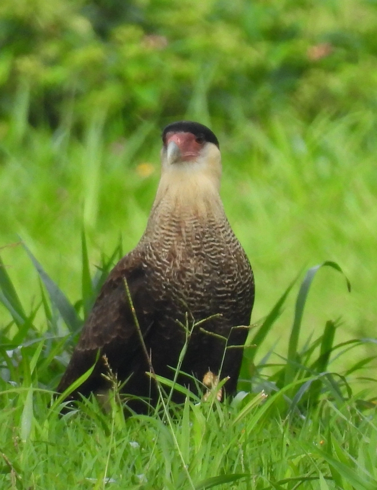 Carcará (Caracara plancus), aves, fotografado em Maresias, São Sebastião