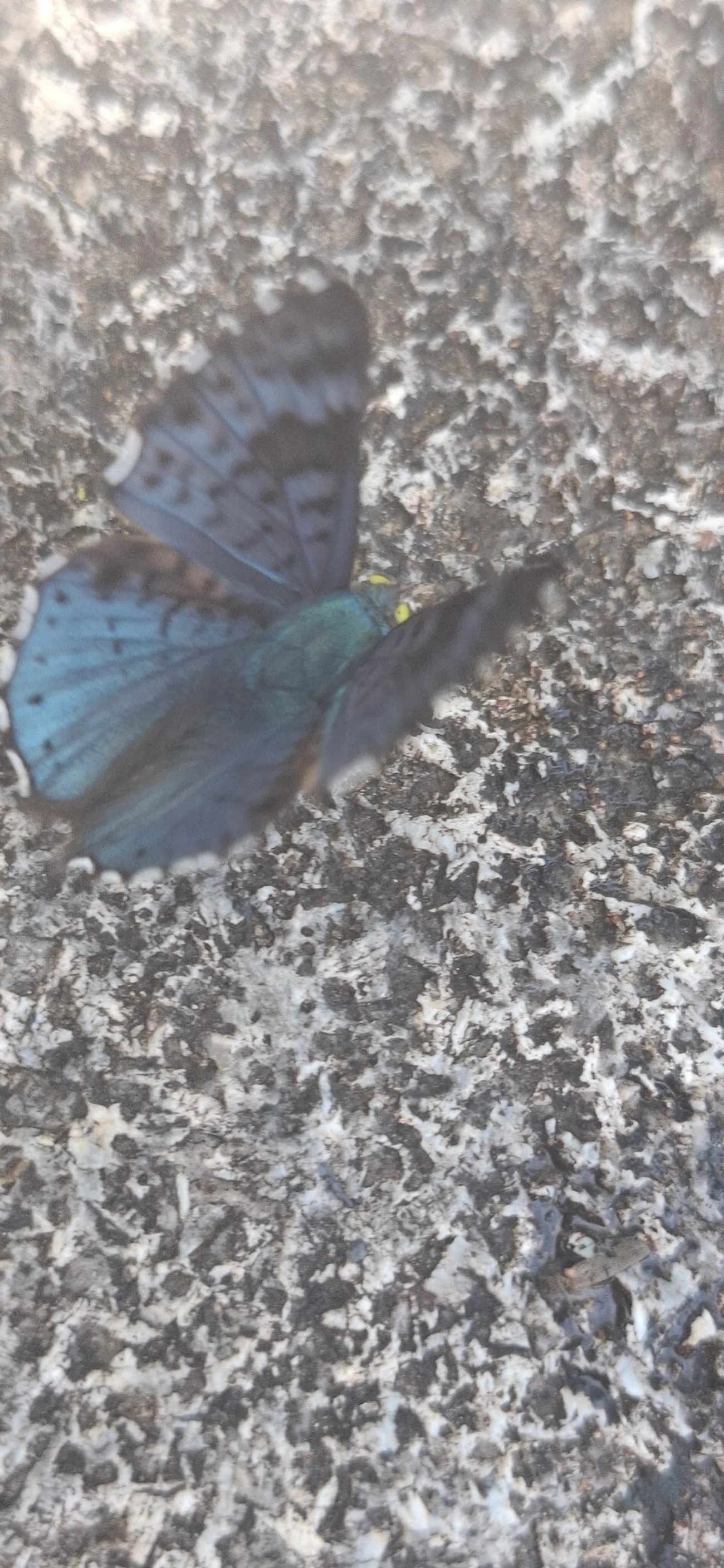 Safira-brilhante (Lasaia agesilas), insetos, fotografado em Queluz