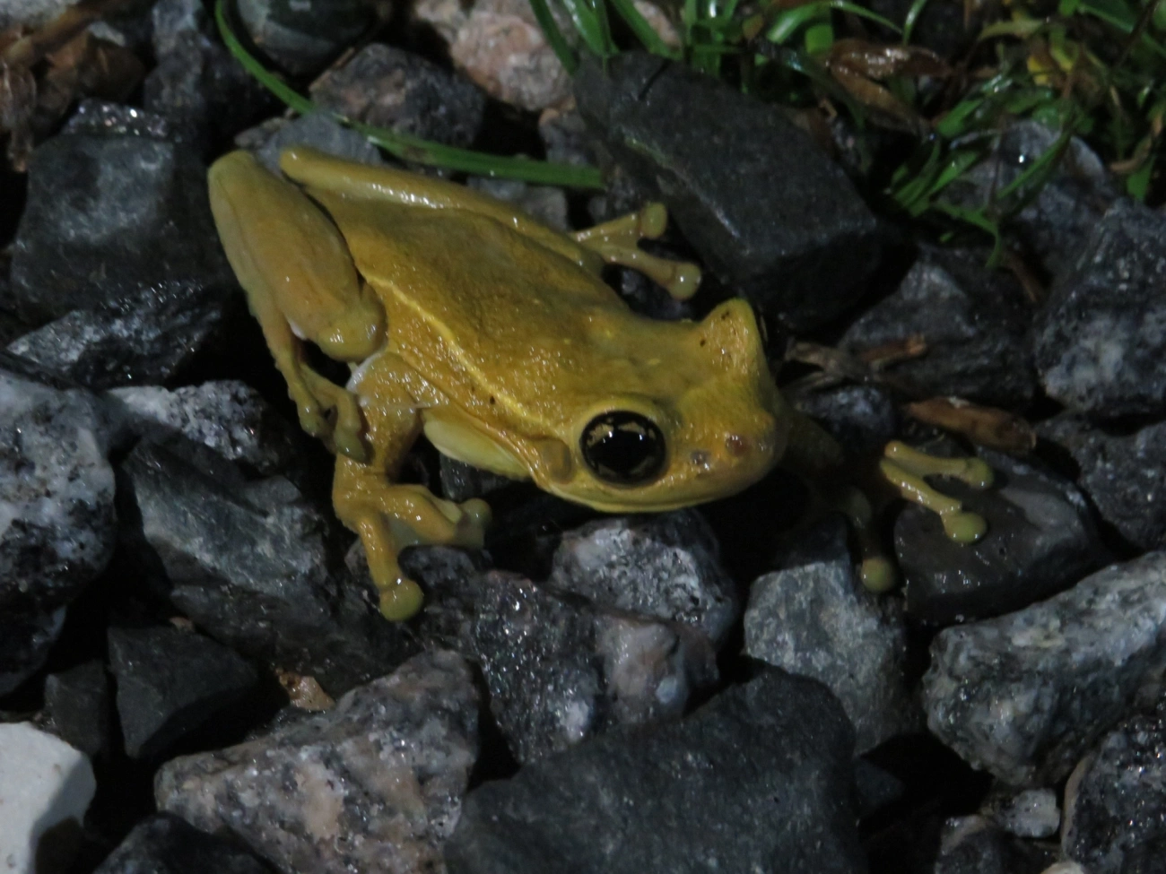 Perereca-grudenta (Trachycephalus mesophaeus), anfíbios, fotografado em Maresias, São Sebastião