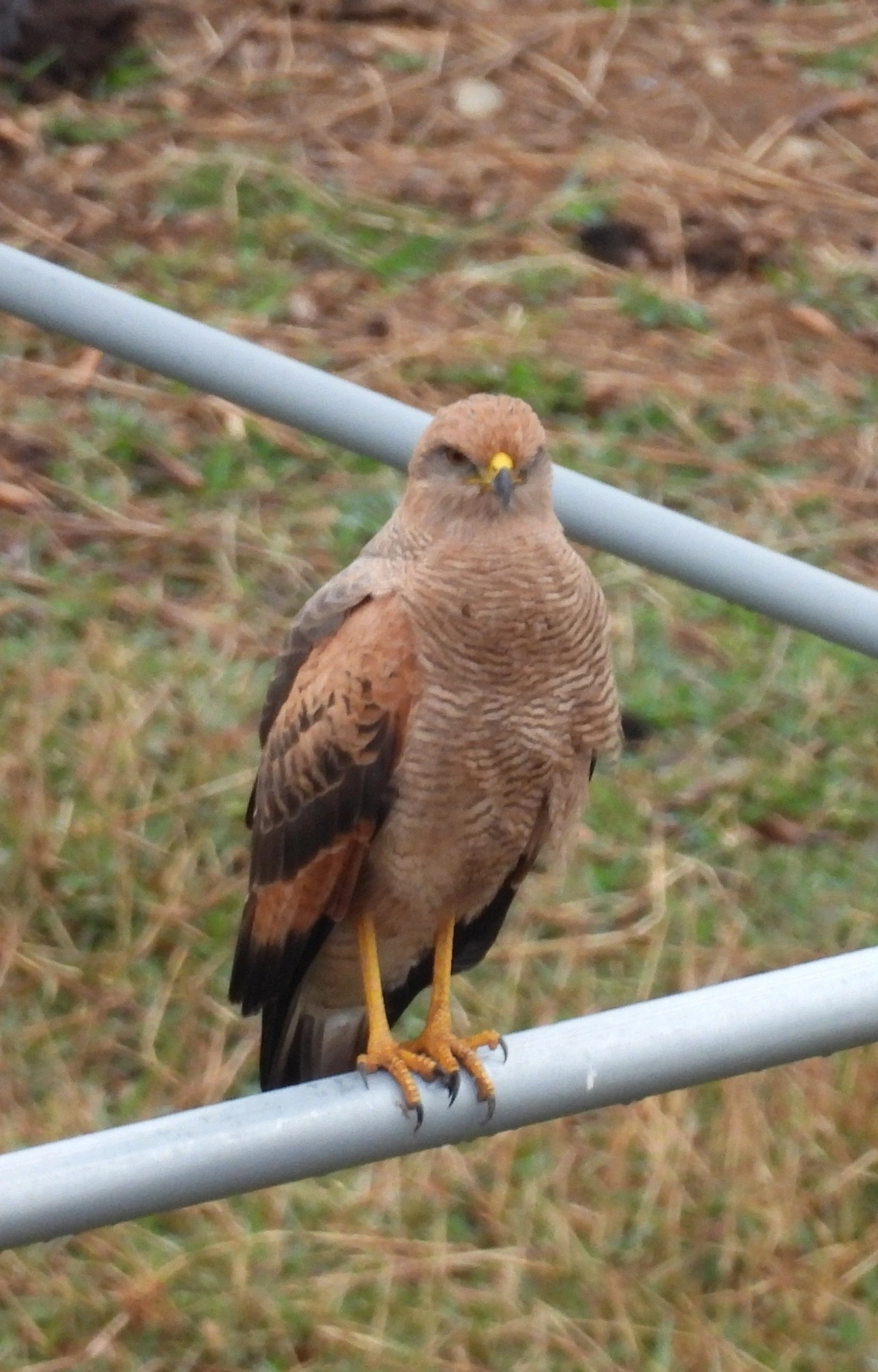 Gavião-caboclo (Buteogallus meridionalis), aves, fotografado em Santa Isabel