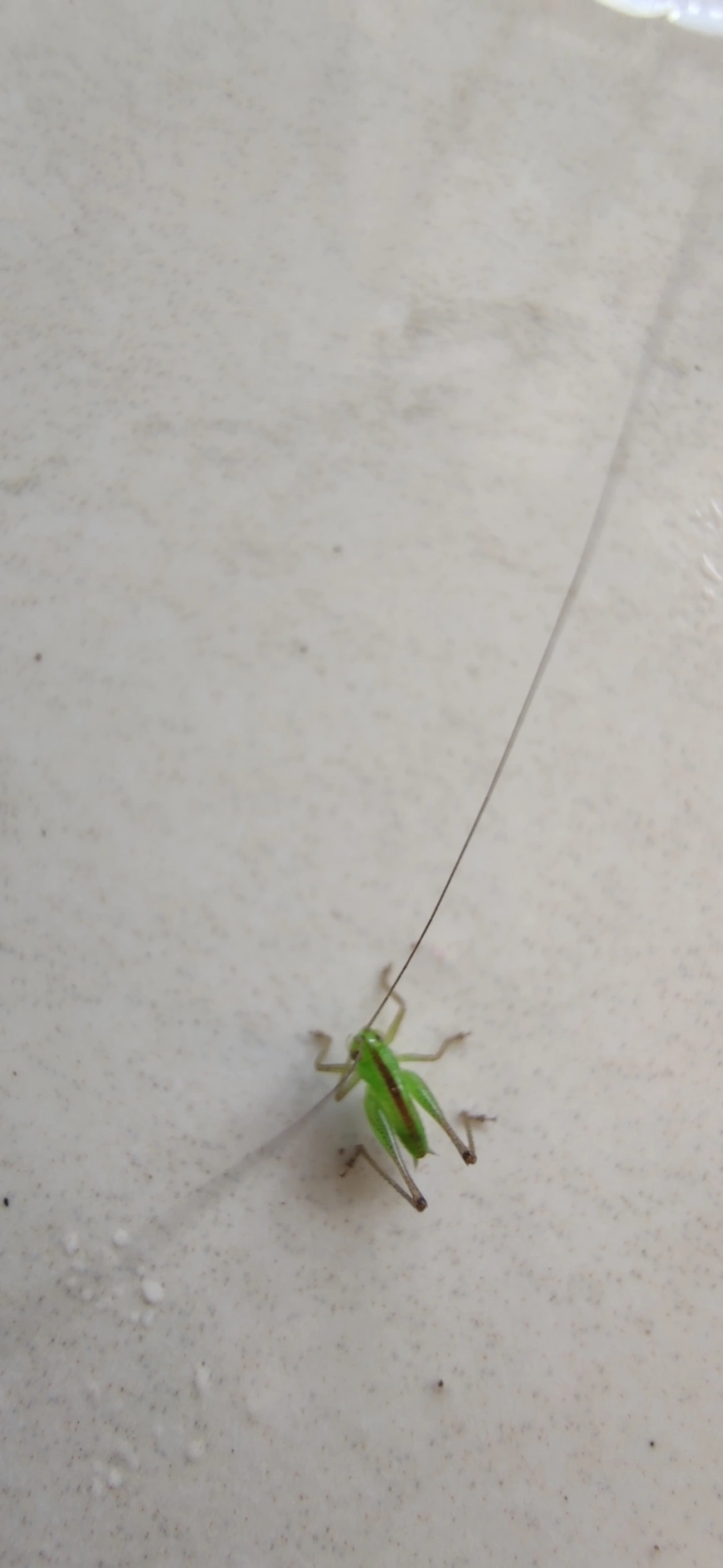 Conocephalini, insetos, fotografado em Maresias, São Sebastião