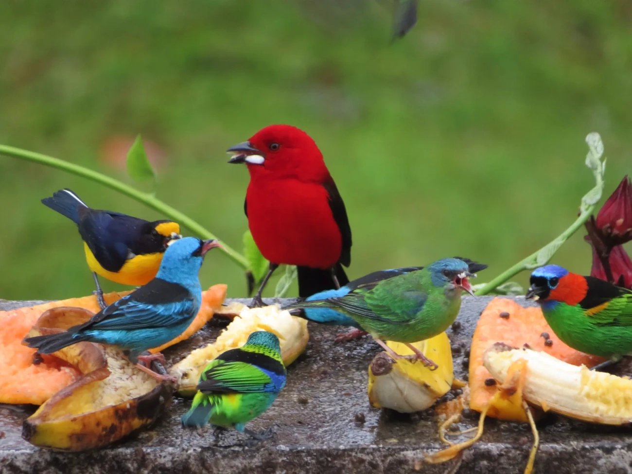 Tiê-sangue (Ramphocelus bresilius), aves, fotografado em Maresias, São Sebastião