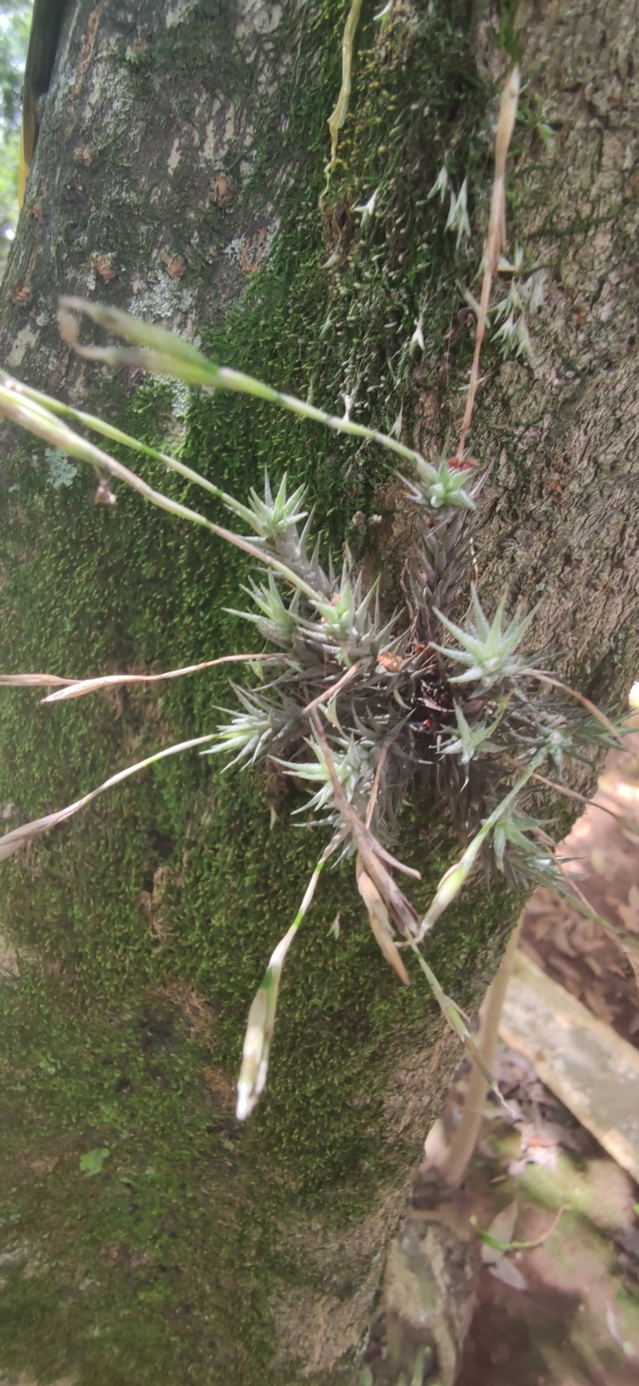 Tilândsia (Tillandsia tricholepis), plantas, fotografado em Vila Gomes Cardim, São Paulo