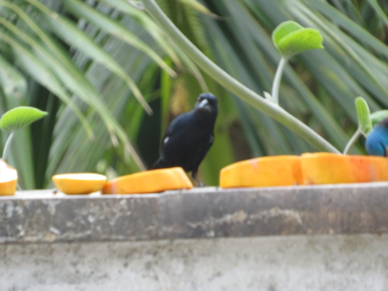 Tiê-preto (Tachyphonus coronatus), aves, fotografado em Maresias, São Sebastião