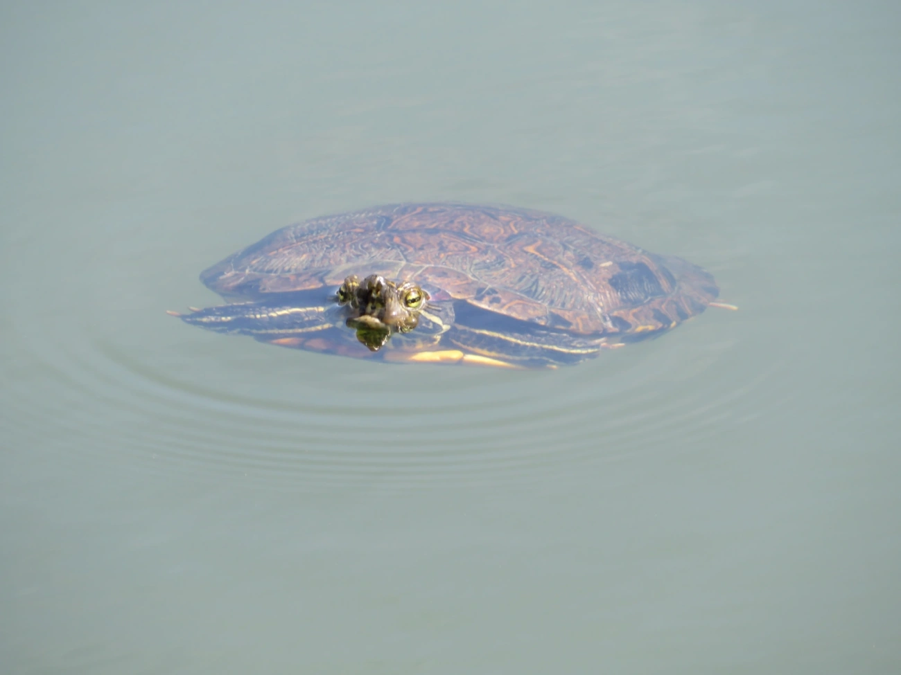 Tartaruga-da-Flórida (Trachemys scripta), répteis, fotografado em Juqueí, São Sebastião