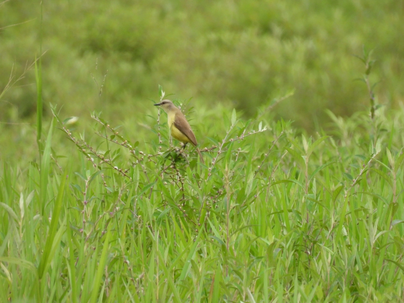 Suiriri-cavaleiro (Machetornis rixosa), aves, fotografado em Maresias, São Sebastião