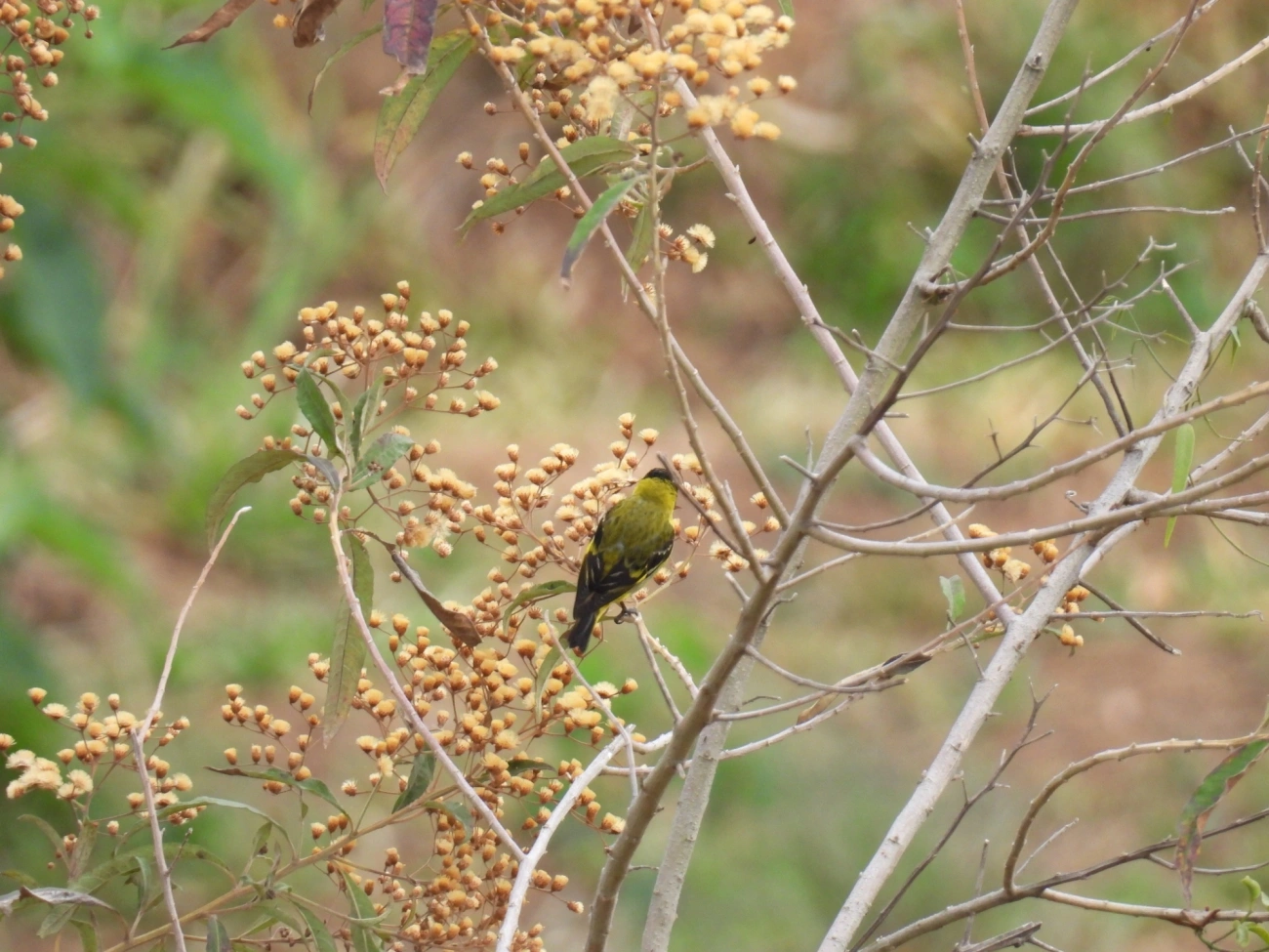 Pintassilgo (Spinus magellanicus), aves, fotografado em Itamonte