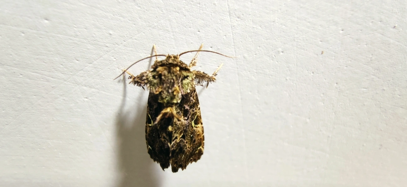 Argyrosticta decumana, insetos, fotografado em Maresias, São Sebastião
