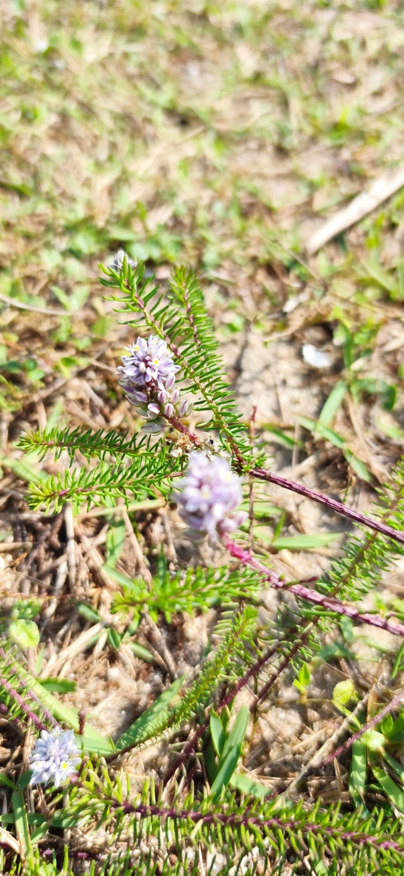 Lychnophora, plantas, fotografado em Indaiá, Caraguatatuba