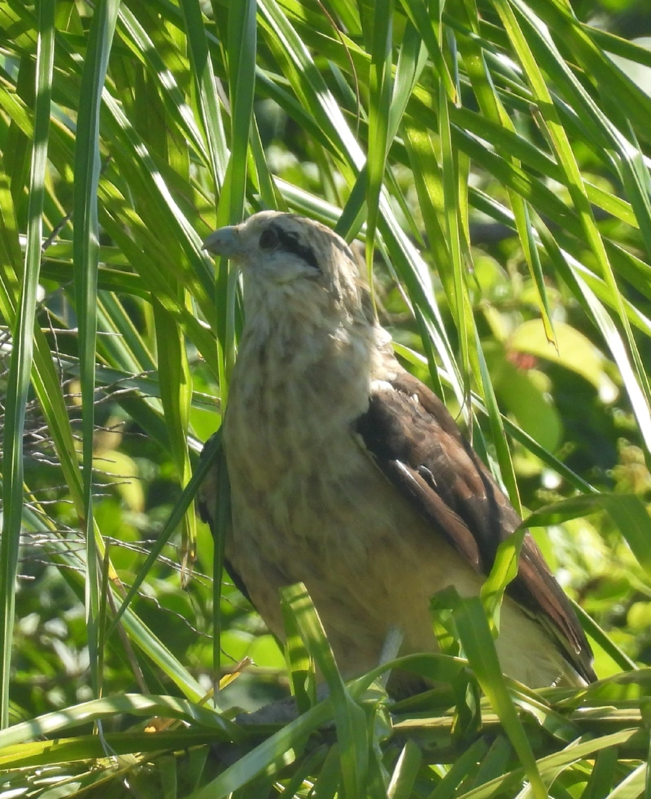 Carrapateiro (Daptrius chimachima), aves, fotografado em Maresias, São Sebastião